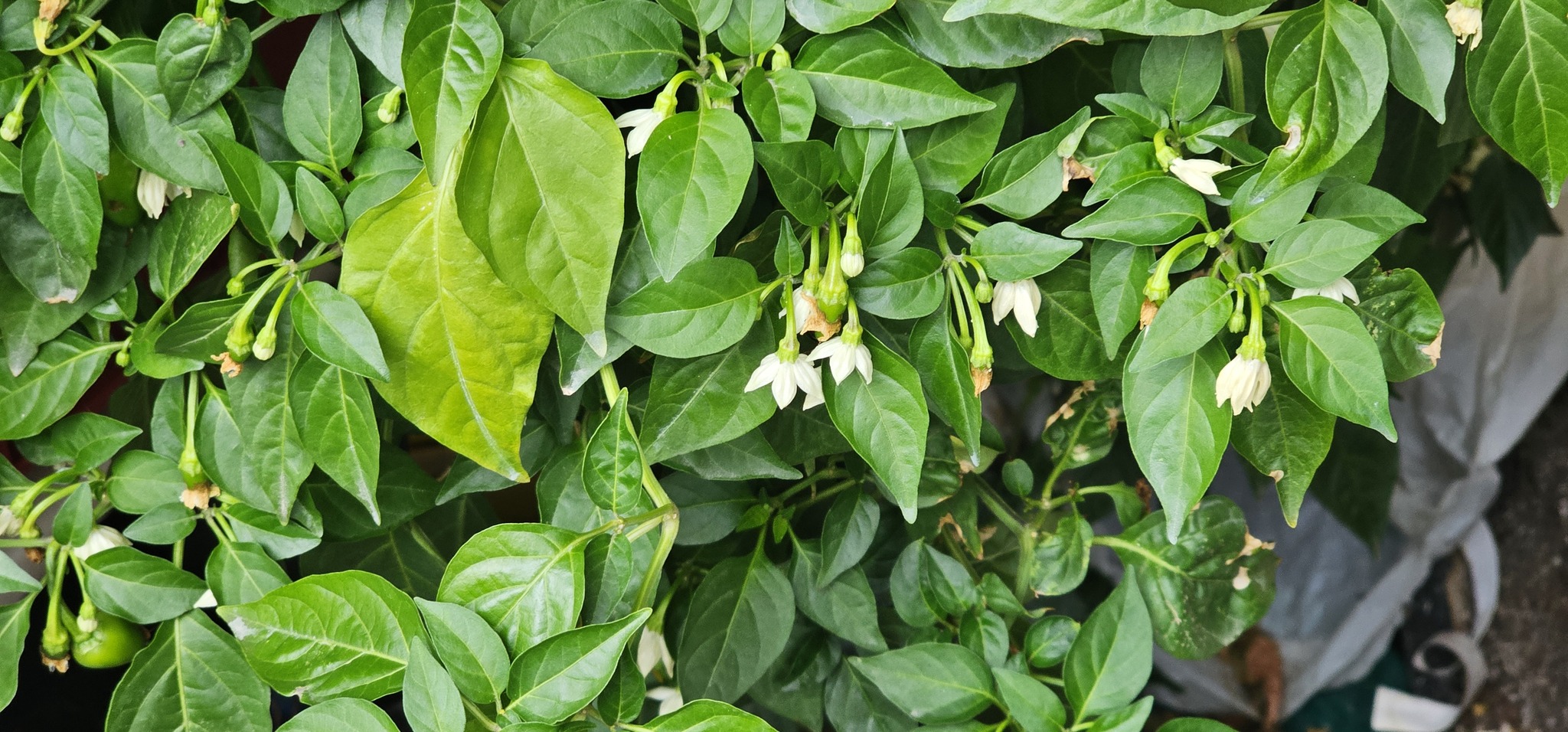 Saving Private Haloro. Resuscitation of a forgotten plant - My, Jalapeno, Growing, Stress, Pepper, Longpost