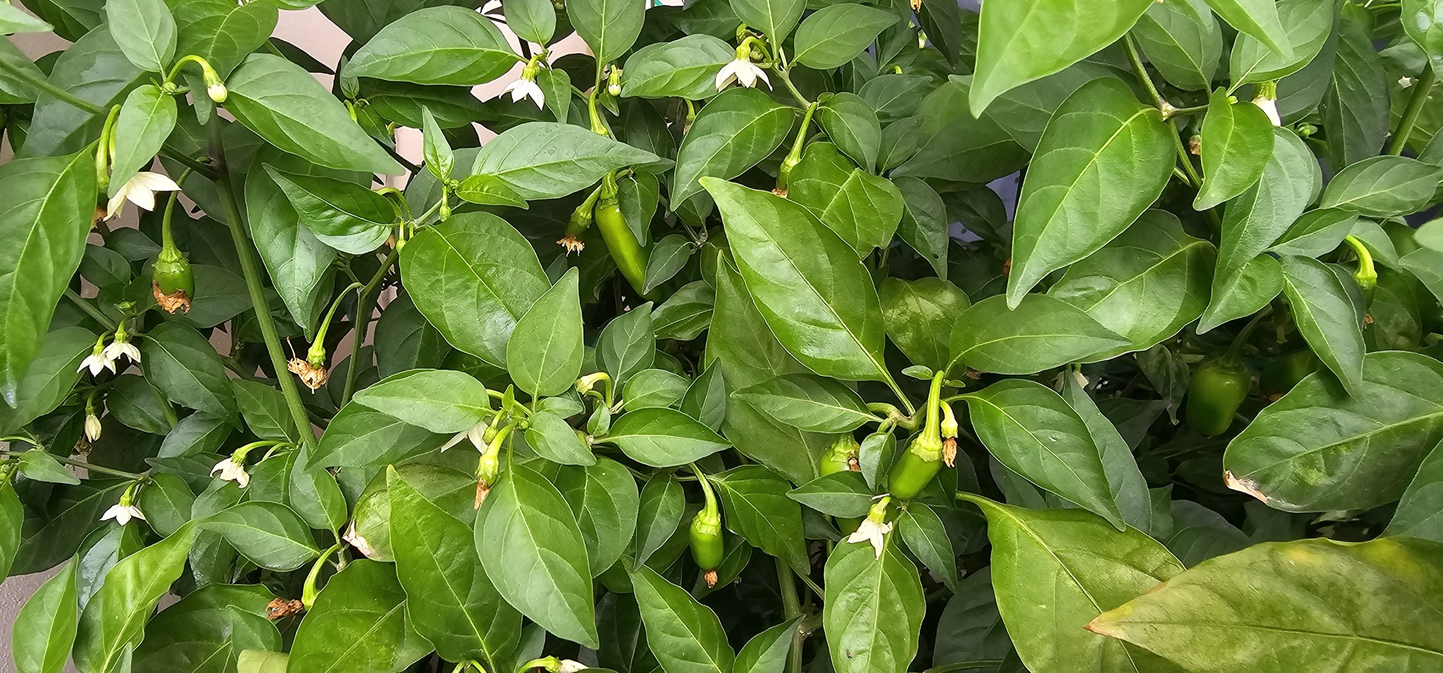 Saving Private Haloro. Resuscitation of a forgotten plant - My, Jalapeno, Growing, Stress, Pepper, Longpost