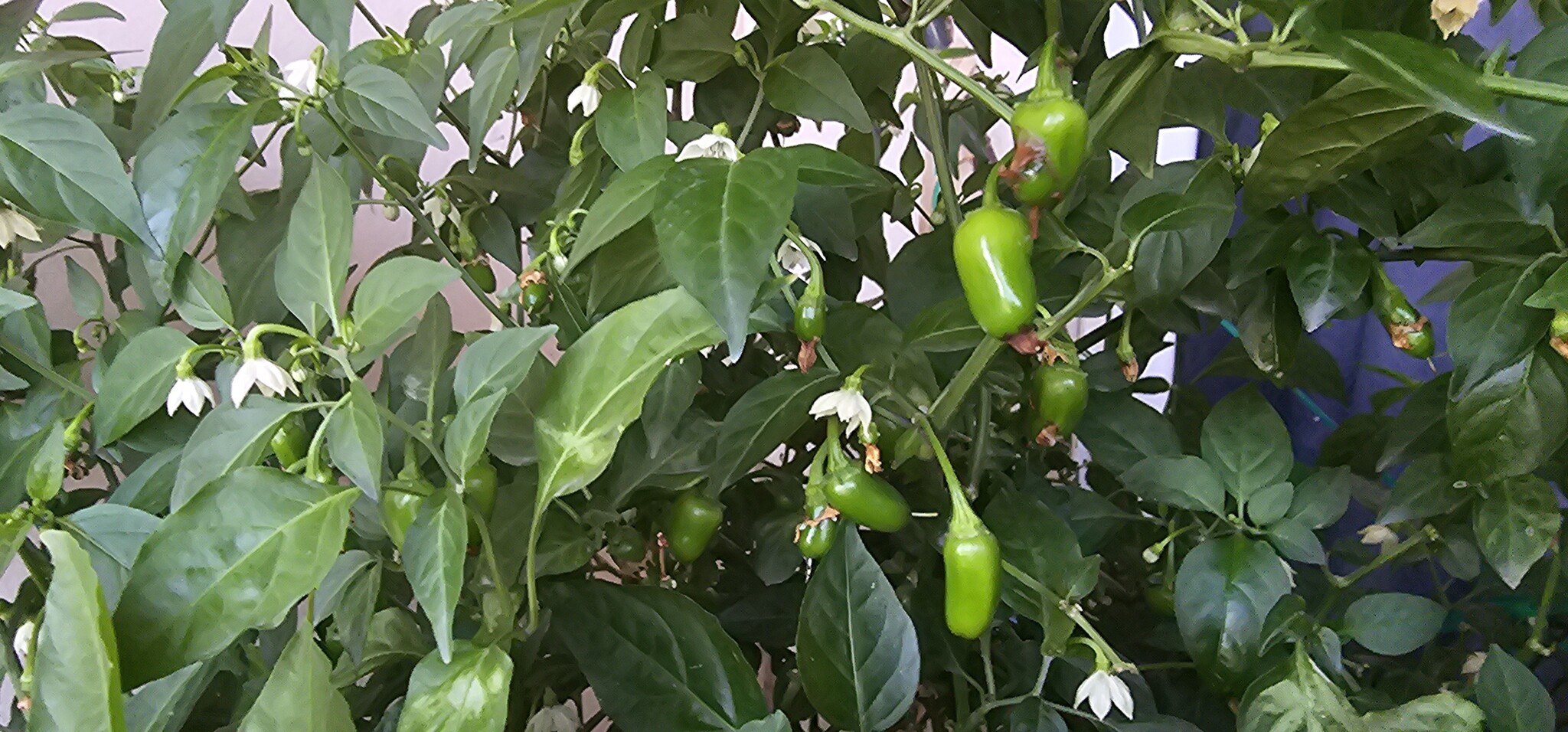 Saving Private Haloro. Resuscitation of a forgotten plant - My, Jalapeno, Growing, Stress, Pepper, Longpost