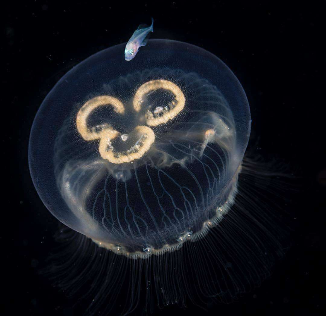 Karanx uses a jellyfish as a protector - Jellyfish, A fish, Marine life, Wild animals, wildlife, Philippines, Pacific Ocean, The photo, Underwater photography