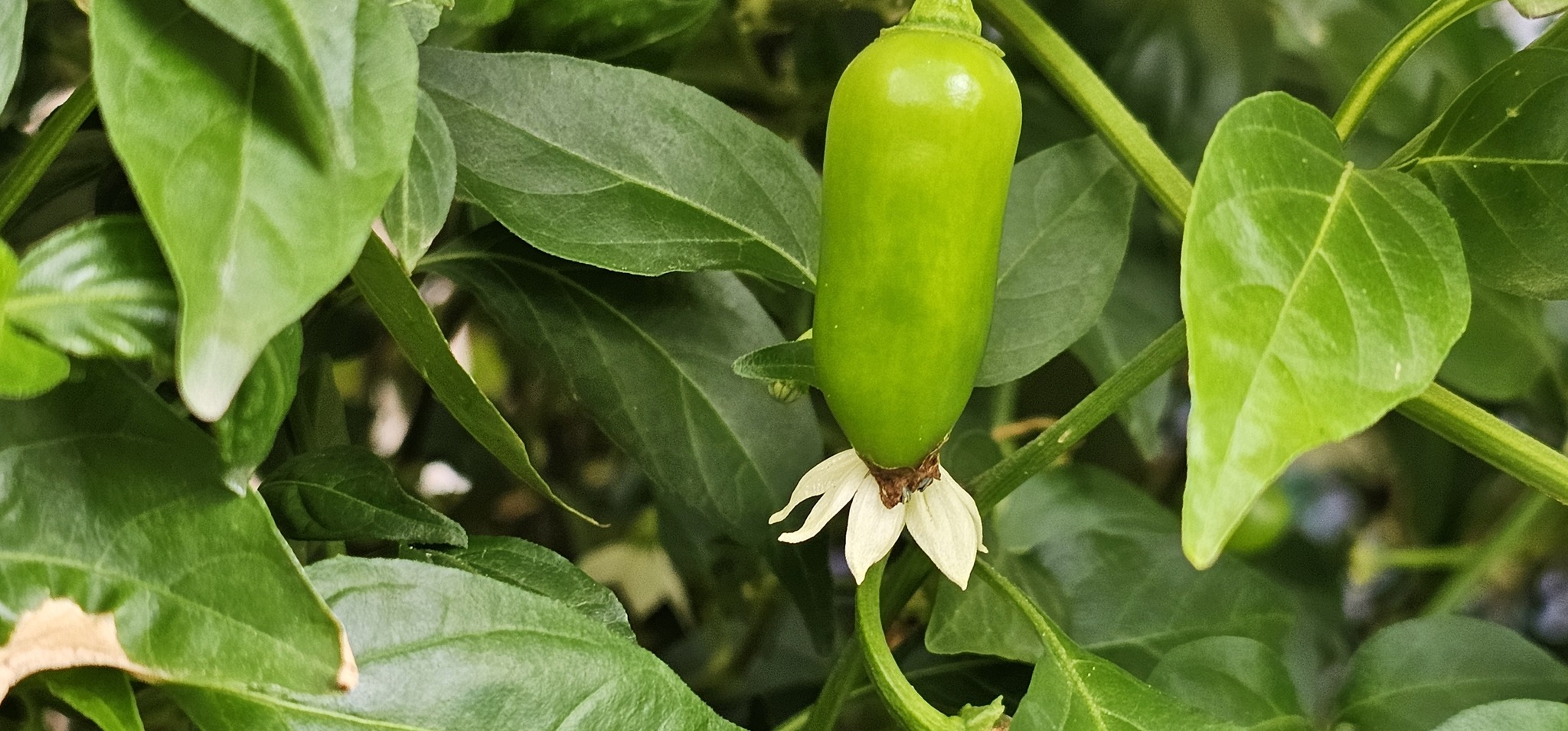 Saving Private Haloro. Resuscitation of a forgotten plant - My, Jalapeno, Growing, Stress, Pepper, Longpost