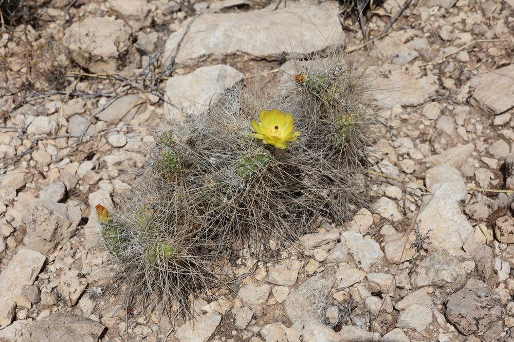 Cacti and succulents in the wild - My, Plants, Houseplants, Cactus, Rare view, Hobby, Exotic plants, Nature, wildlife, Plant growing, Exotic, Succulents, Desert, Mexico, Wonders of nature, Macro photography, Bloom, Longpost, Argentina, Andes, Chile