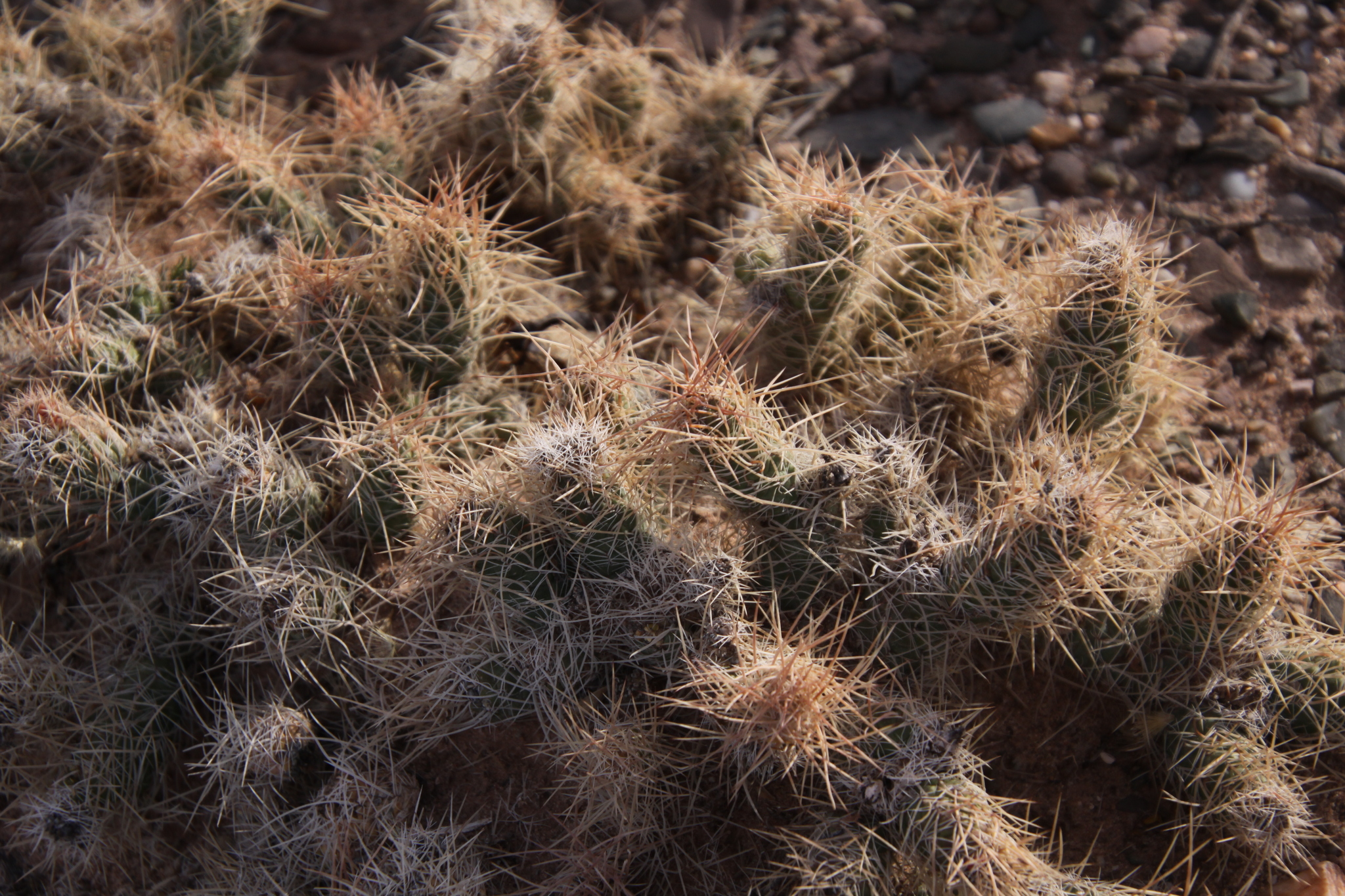 Cacti and succulents in the wild - My, Plants, Houseplants, Cactus, Rare view, Hobby, Exotic plants, Nature, wildlife, Plant growing, Exotic, Succulents, Desert, Mexico, Wonders of nature, Macro photography, Bloom, Longpost, Argentina, Andes, Chile