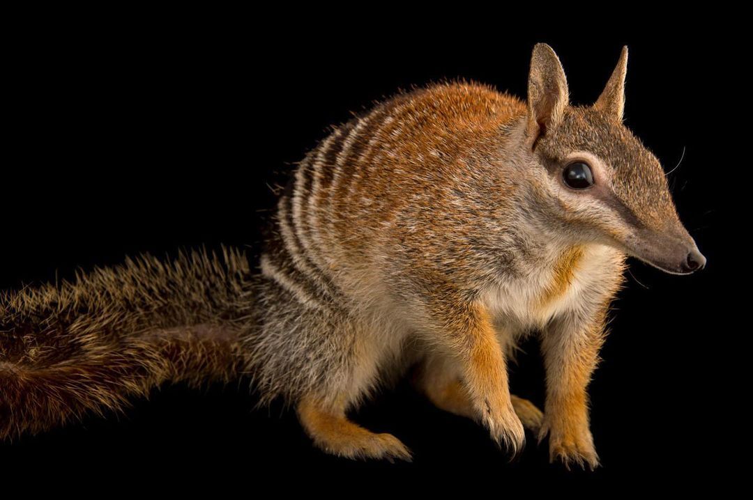 Nambat - Endangered species, Nambat, Marsupials, Wild animals, Zoo, The photo