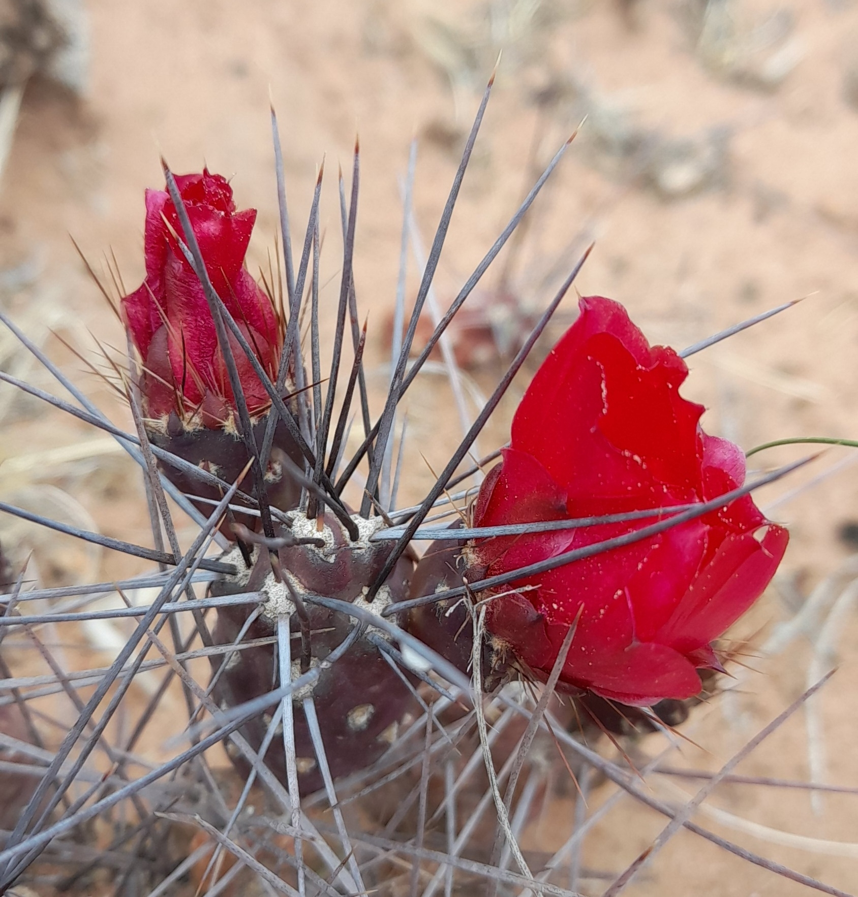 Cacti and succulents in the wild - My, Plants, Houseplants, Cactus, Rare view, Hobby, Exotic plants, Nature, wildlife, Plant growing, Exotic, Succulents, Desert, Mexico, Wonders of nature, Macro photography, Bloom, Longpost, Argentina, Andes, Chile