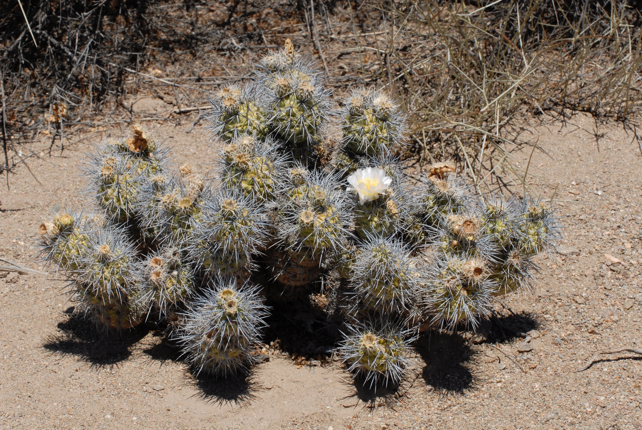 Cacti and succulents in the wild - My, Plants, Houseplants, Cactus, Rare view, Hobby, Exotic plants, Nature, wildlife, Plant growing, Exotic, Succulents, Desert, Mexico, Wonders of nature, Macro photography, Bloom, Longpost, Argentina, Andes, Chile