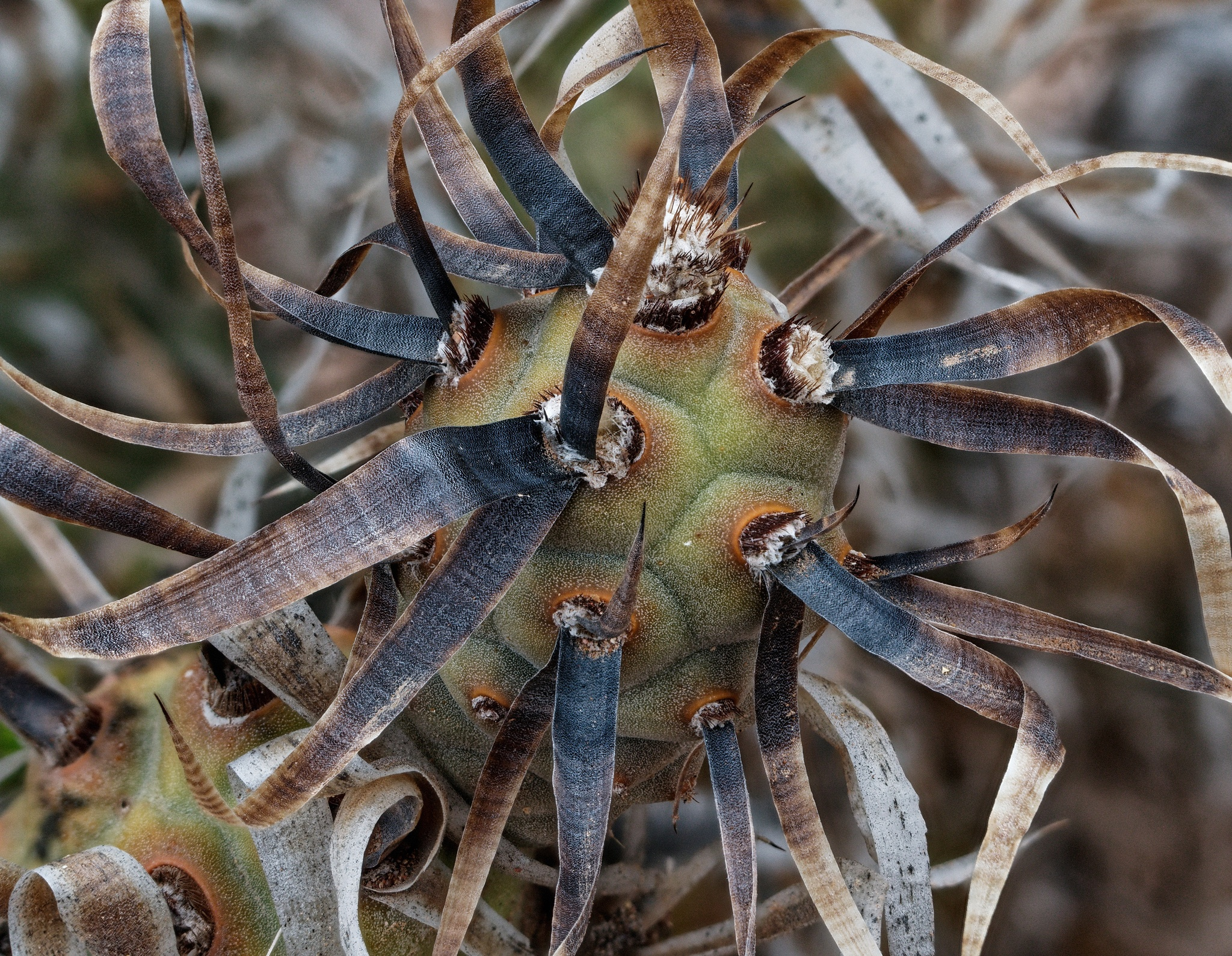 Cacti and succulents in the wild - My, Plants, Houseplants, Cactus, Rare view, Hobby, Exotic plants, Nature, wildlife, Plant growing, Exotic, Succulents, Desert, Mexico, Wonders of nature, Macro photography, Bloom, Longpost, Argentina, Andes, Chile