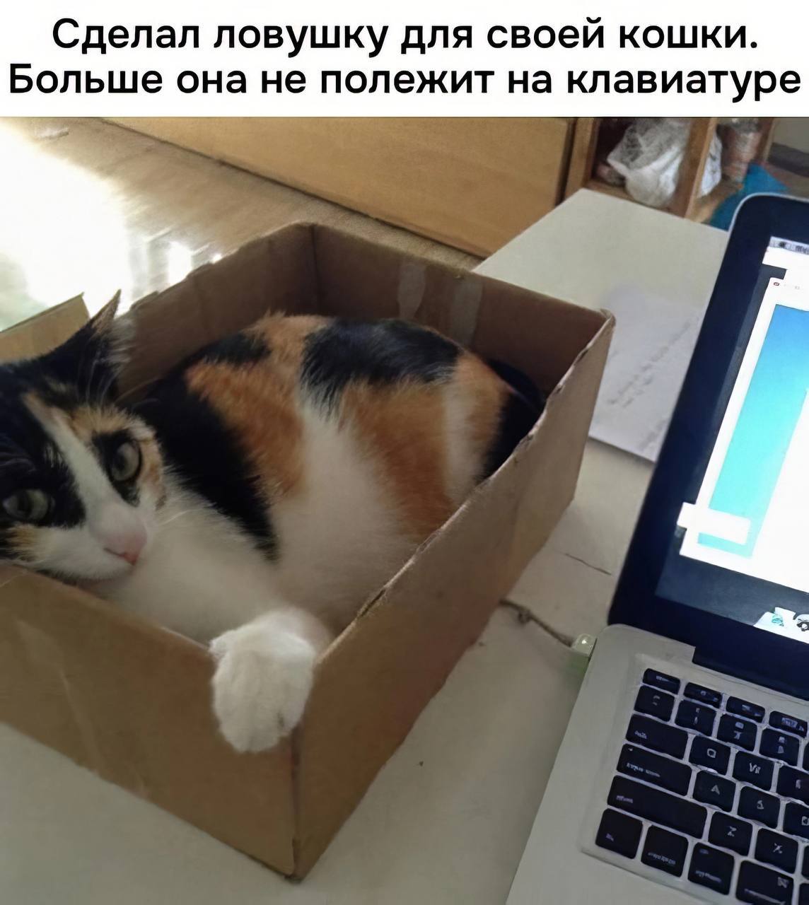 Trap - Humor, Picture with text, cat, Notebook, Box, Trap, Telegram (link), Life hack