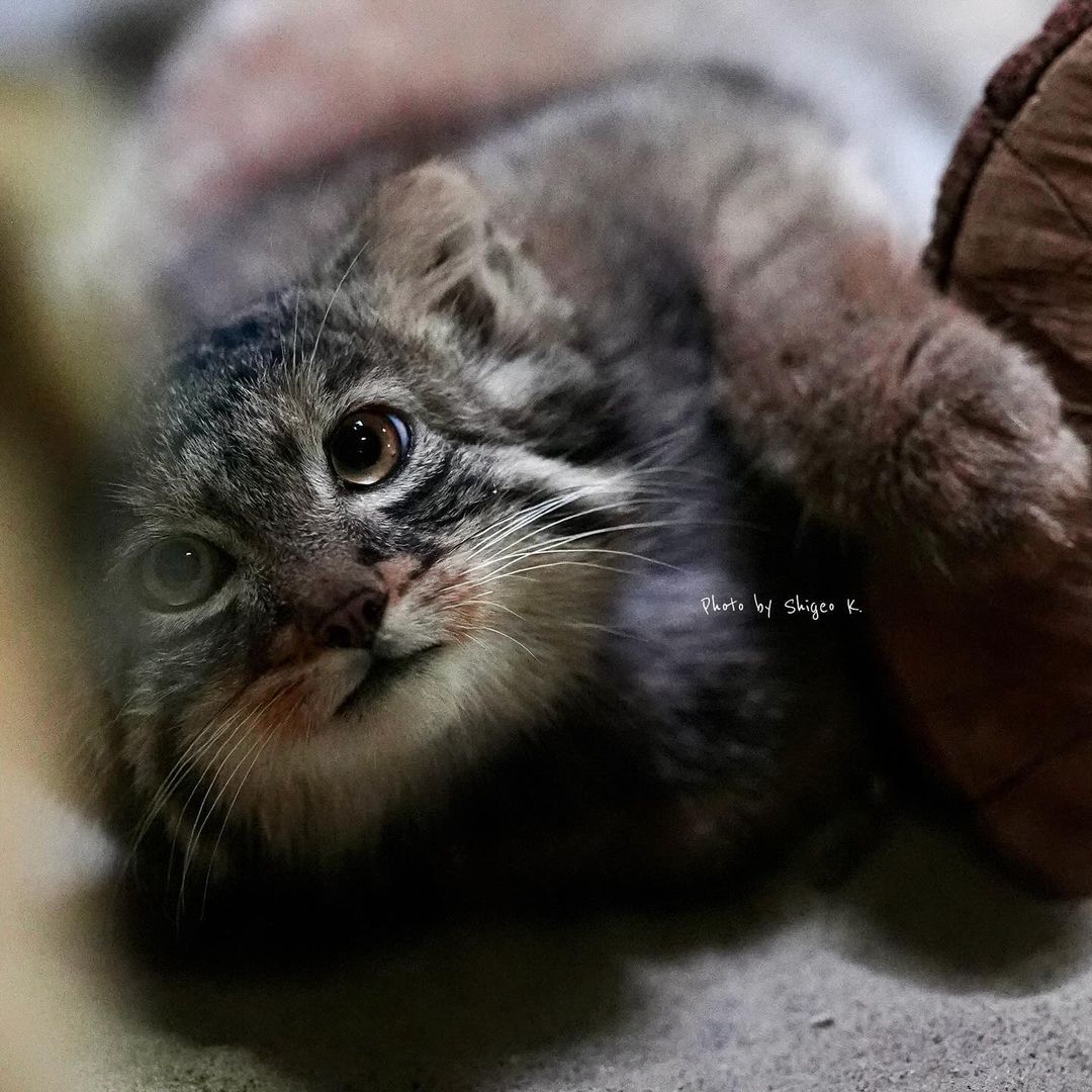 Will you pet me? - Wild animals, Predatory animals, Cat family, Pallas' cat, Small cats, Zoo, Young, The photo