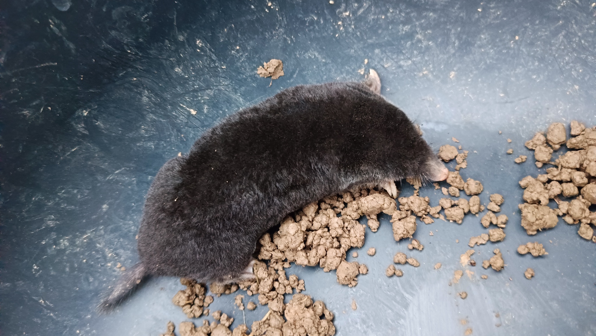 Mole on a bucket - My, Mole, Pests, Animals, Longpost, The photo