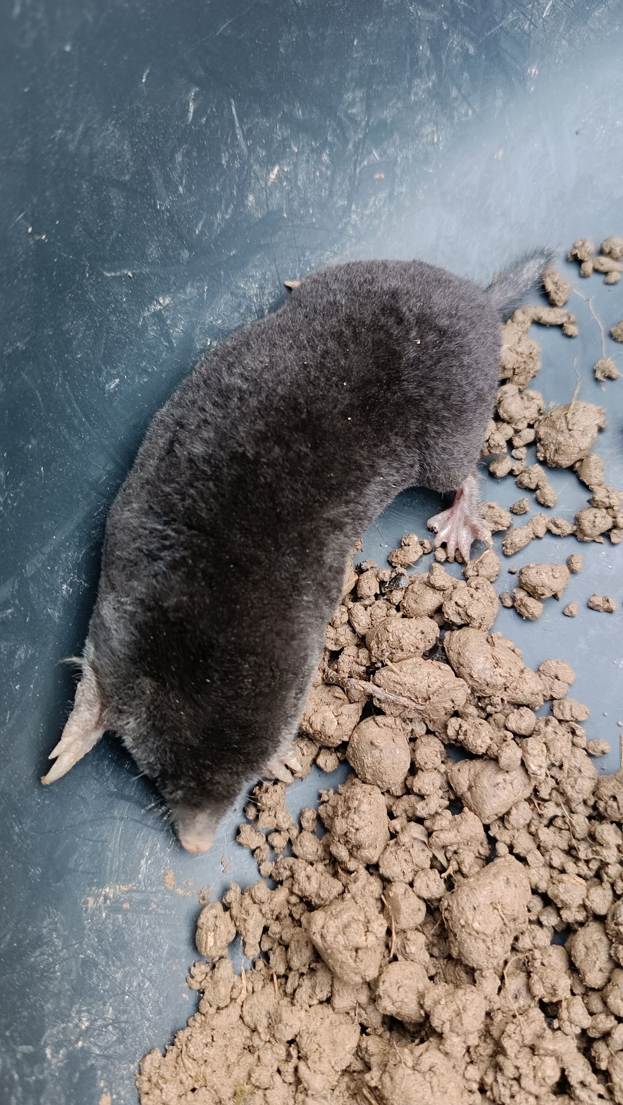 Mole on a bucket - My, Mole, Pests, Animals, Longpost, The photo