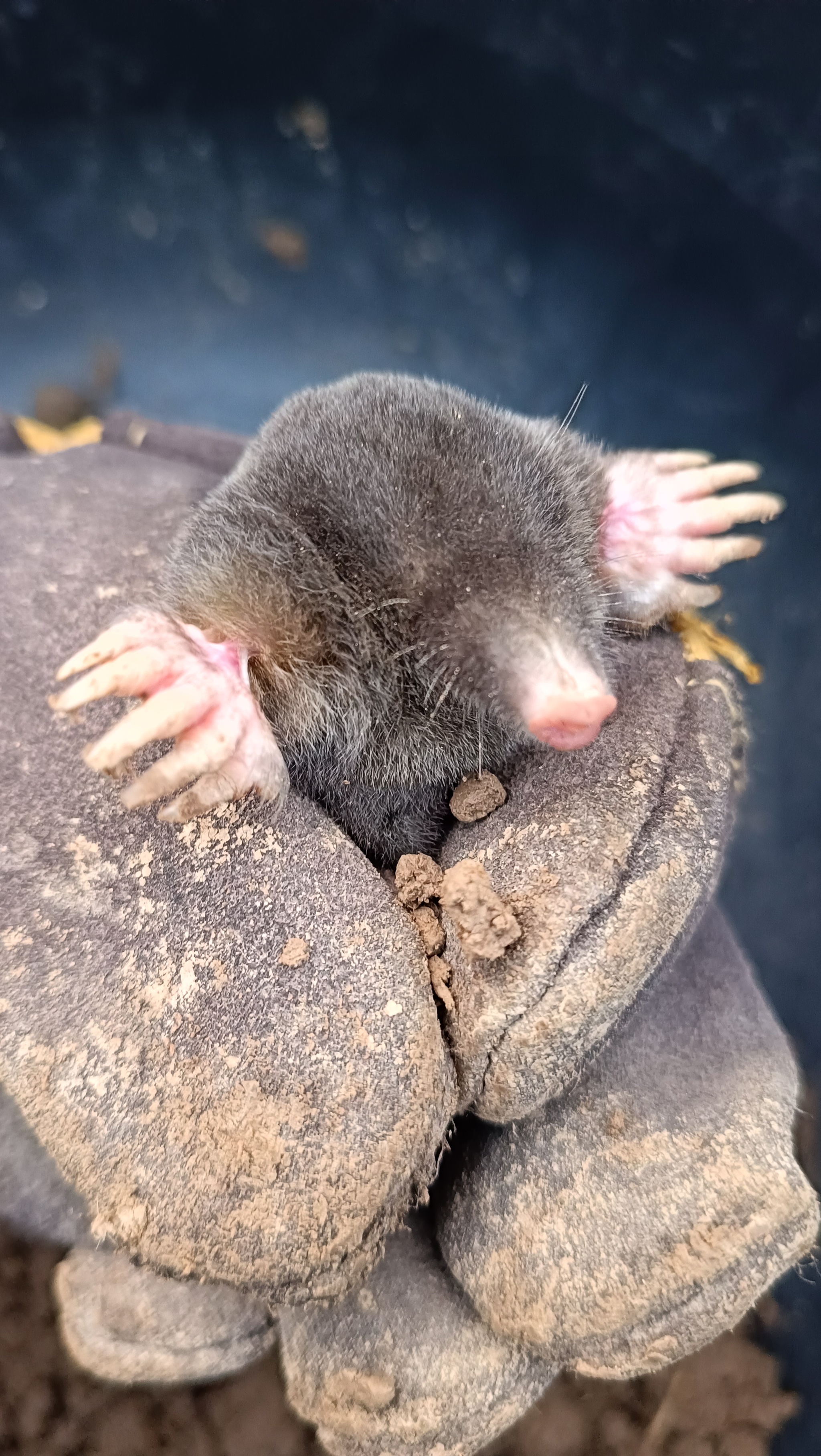 Mole on a bucket - My, Mole, Pests, Animals, Longpost, The photo