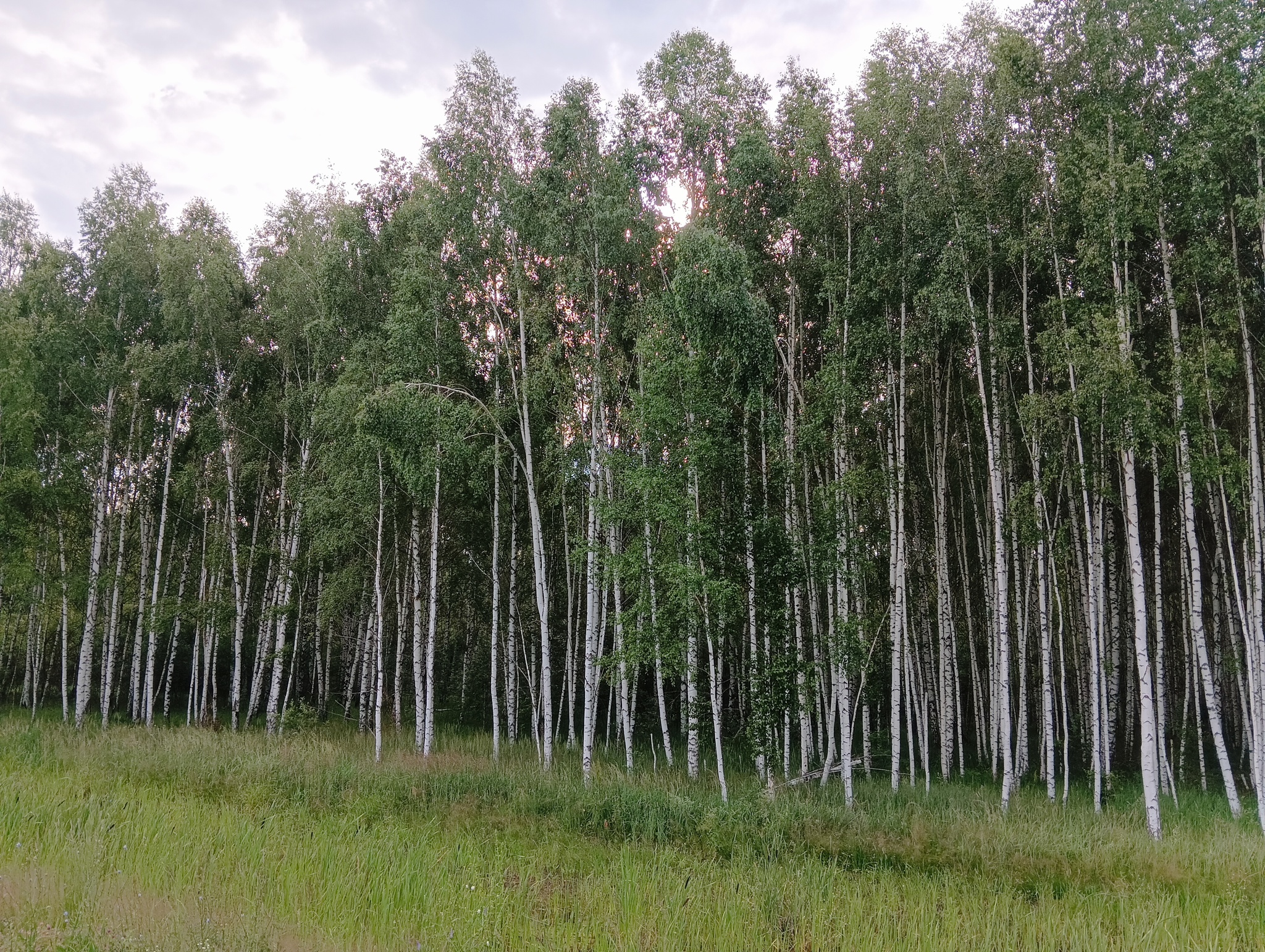 Interesting place in the Ryazan region - My, A bike, Cyclist, Bike ride, Bike trip, Gravel, Bikepacking, Longpost