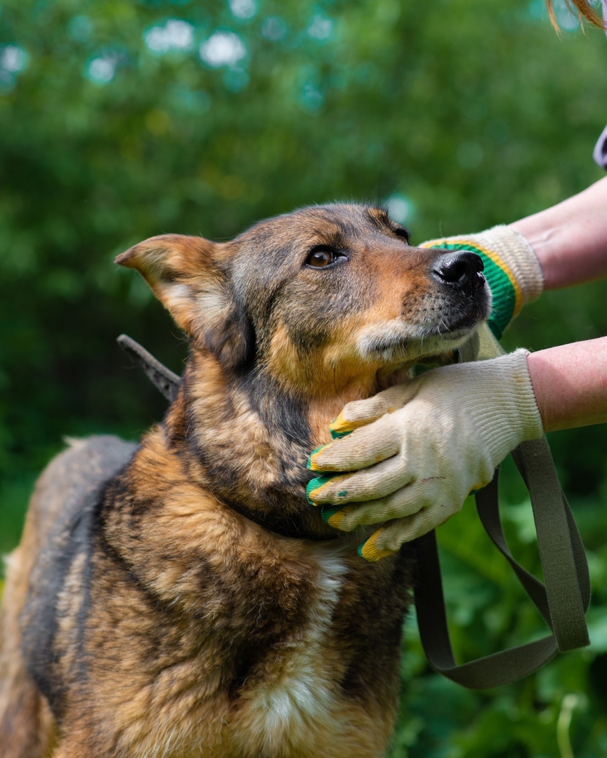 Dinochka is an IDEAL dog with a lot of advantages! - Overexposure, Homeless animals, Volunteering, In good hands, Dog, Animal shelter, Permian, Lost, Longpost