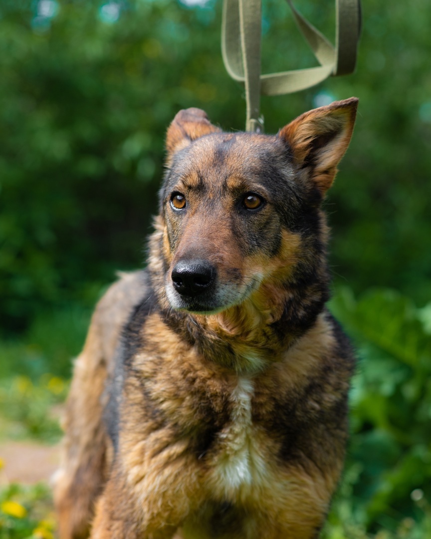 Dinochka is an IDEAL dog with a lot of advantages! - Overexposure, Homeless animals, Volunteering, In good hands, Dog, Animal shelter, Permian, Lost, Longpost