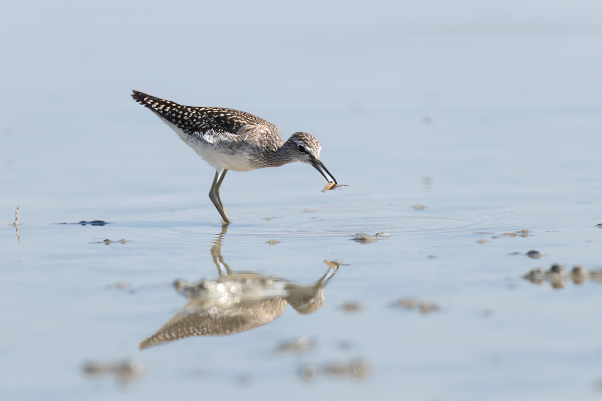 Fifi is having breakfast - My, Wood sandpiper, Photo hunting, Birds, Bird watching, Ornithology League, Ornithology