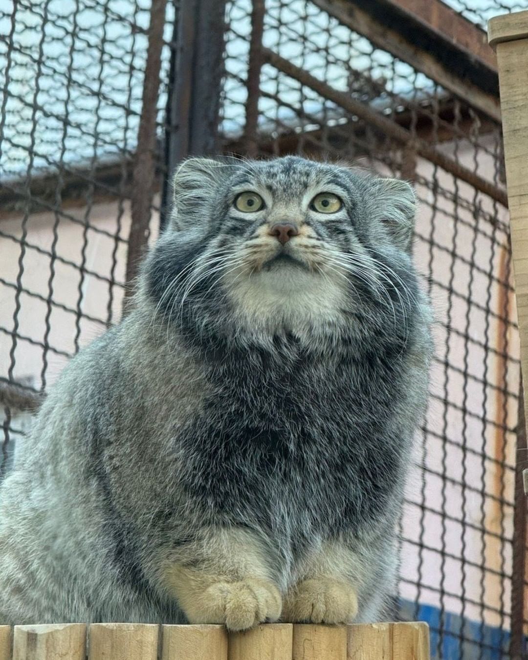 Furry - Wild animals, Predatory animals, Cat family, Small cats, Zoo, Pallas' cat, The photo