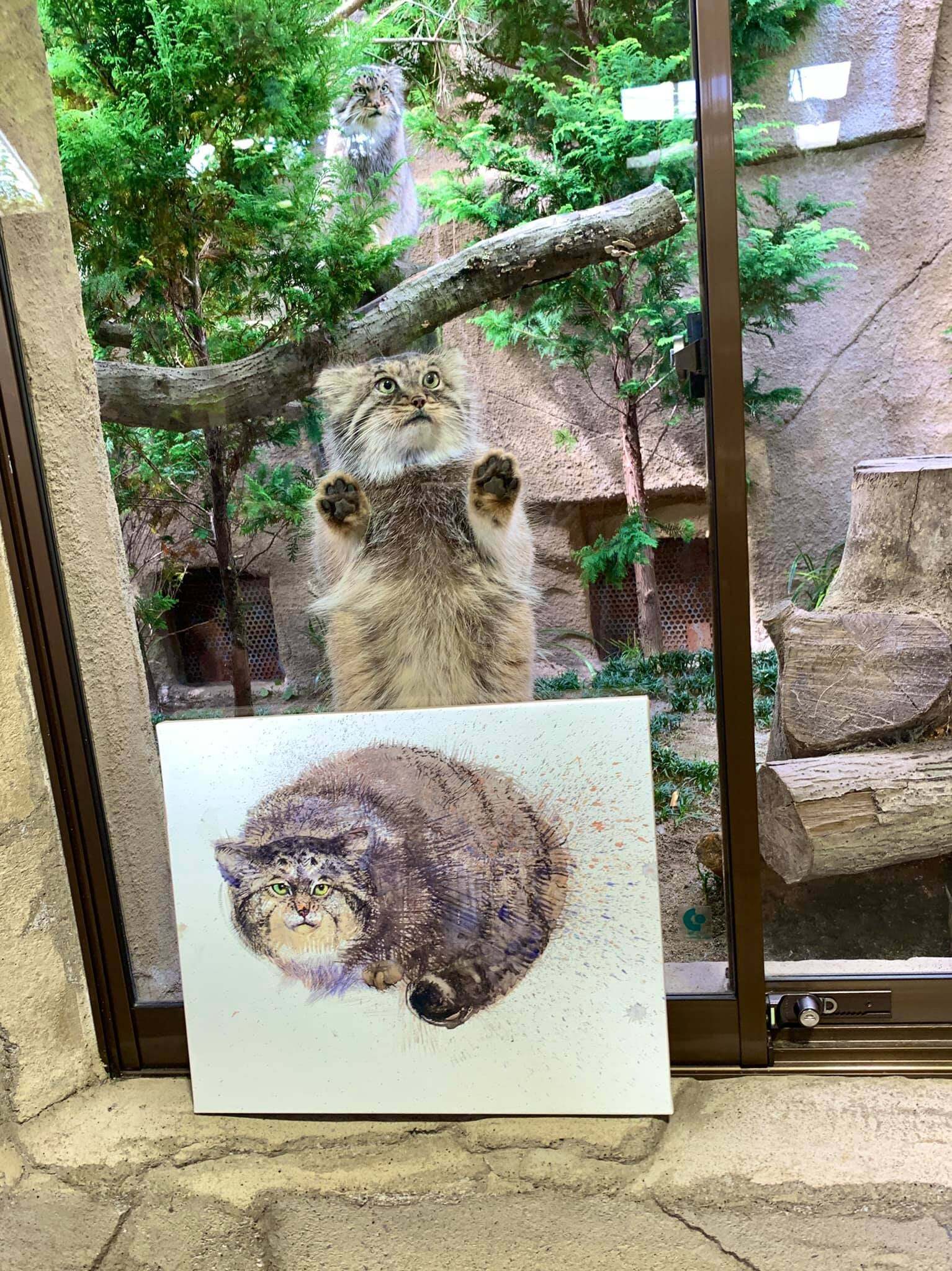 Furry model - Small cats, Zoo, Cat family, Predatory animals, Wild animals, Pallas' cat, Drawing, The photo, Reddit (link)