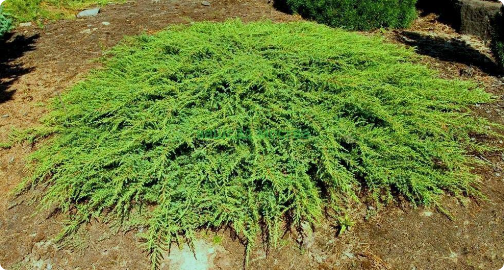 Common juniper Green Carpet - My, Garden, Garden, Plants, Gardening, Longpost