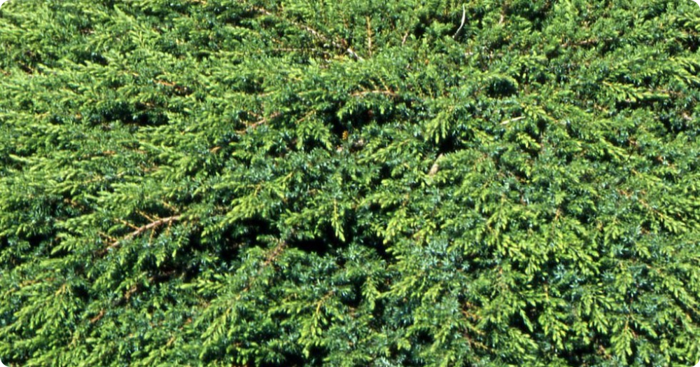 Common juniper Green Carpet - My, Garden, Garden, Plants, Gardening, Longpost