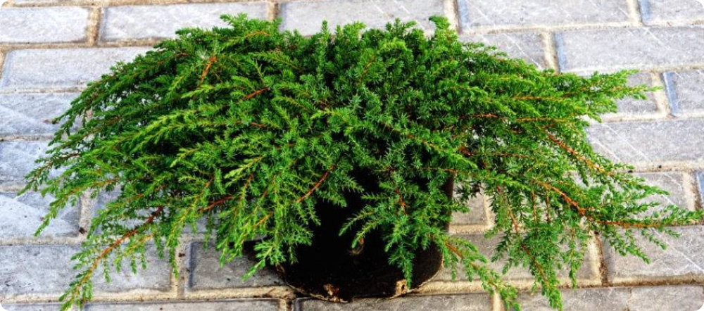 Common juniper Green Carpet - My, Garden, Garden, Plants, Gardening, Longpost