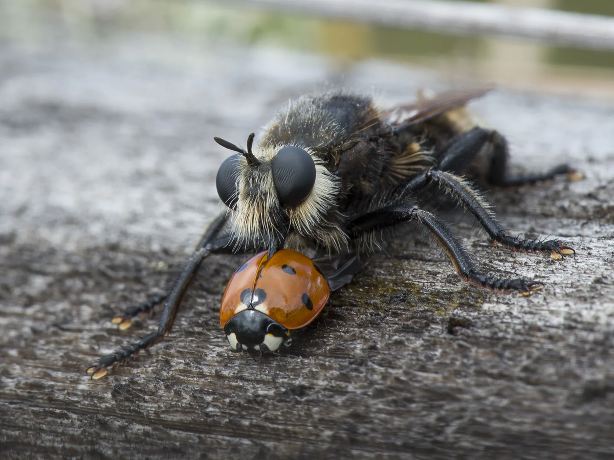 Giant Ktyr: Punishment for hornets, wasps and other insects. This fly has risen to the top of the food chain - Ktyr, Муха, Insects, Animals, Wild animals, Yandex Zen, Yandex Zen (link), Longpost