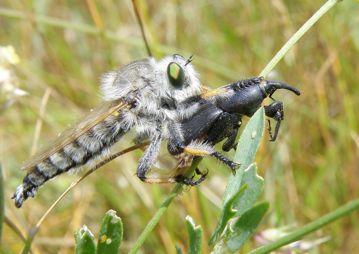 Giant Ktyr: Punishment for hornets, wasps and other insects. This fly has risen to the top of the food chain - Ktyr, Муха, Insects, Animals, Wild animals, Yandex Zen, Yandex Zen (link), Longpost