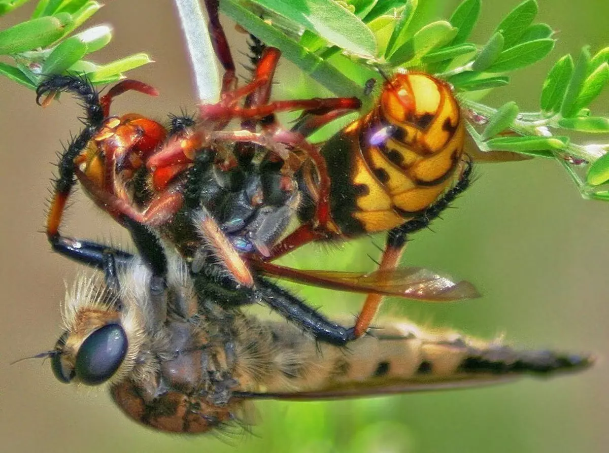 Giant Ktyr: Punishment for hornets, wasps and other insects. This fly has risen to the top of the food chain - Ktyr, Муха, Insects, Animals, Wild animals, Yandex Zen, Yandex Zen (link), Longpost