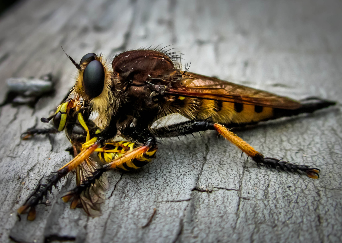 Giant Ktyr: Punishment for hornets, wasps and other insects. This fly has risen to the top of the food chain - Ktyr, Муха, Insects, Animals, Wild animals, Yandex Zen, Yandex Zen (link), Longpost