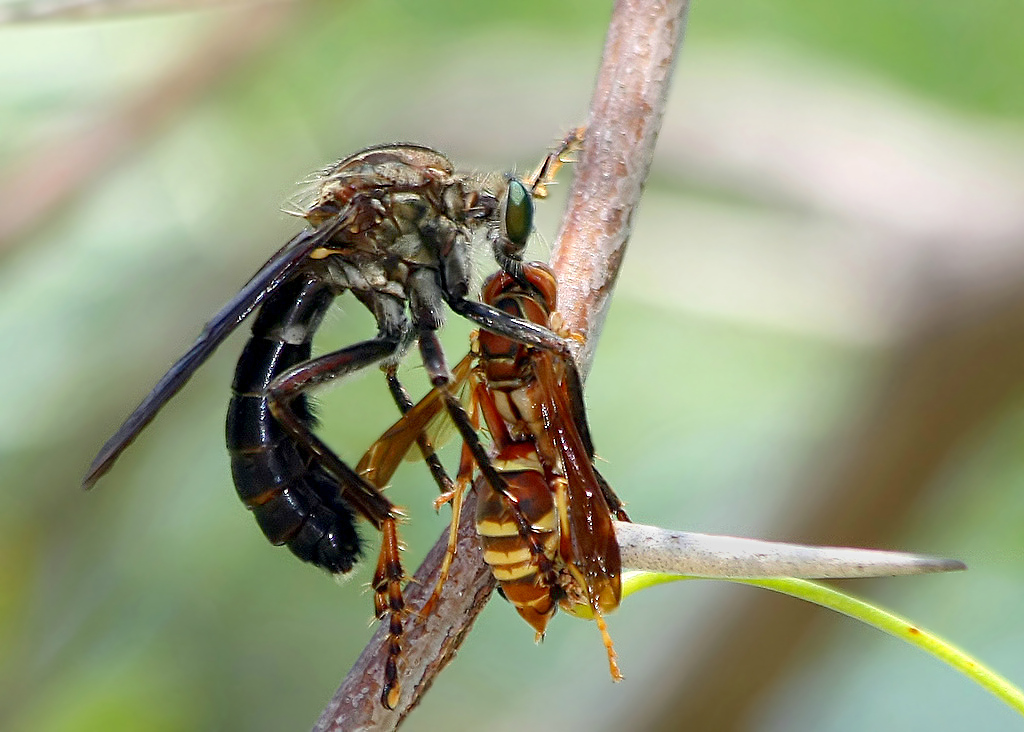 Giant Ktyr: Punishment for hornets, wasps and other insects. This fly has risen to the top of the food chain - Ktyr, Муха, Insects, Animals, Wild animals, Yandex Zen, Yandex Zen (link), Longpost