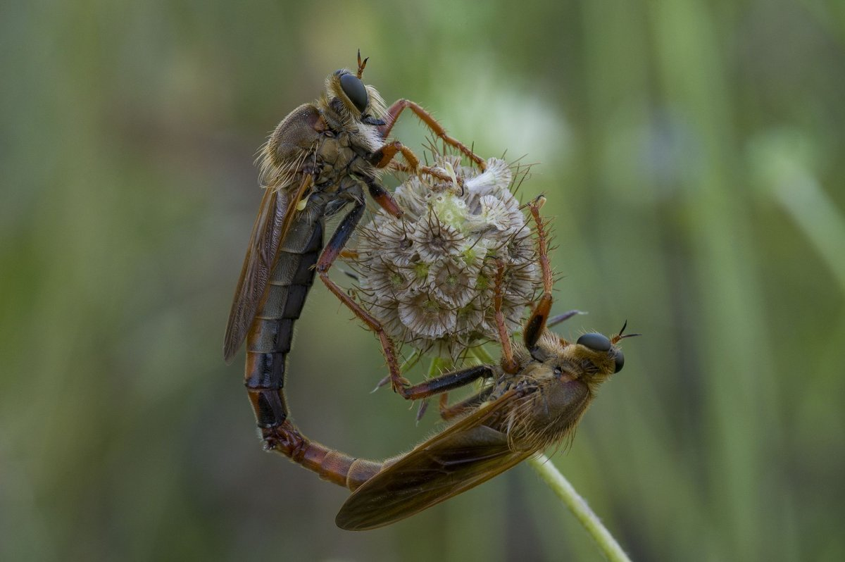 Giant Ktyr: Punishment for hornets, wasps and other insects. This fly has risen to the top of the food chain - Ktyr, Муха, Insects, Animals, Wild animals, Yandex Zen, Yandex Zen (link), Longpost