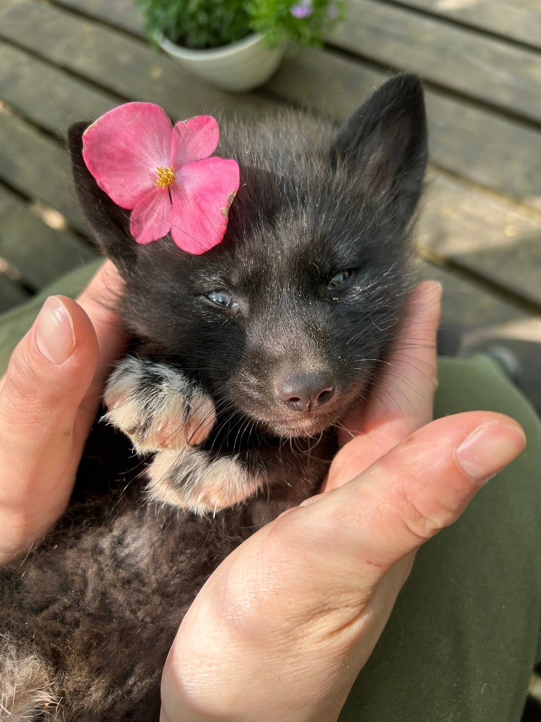 Silver-brown cuteness - The photo, Fox, Chernoburka, Animals