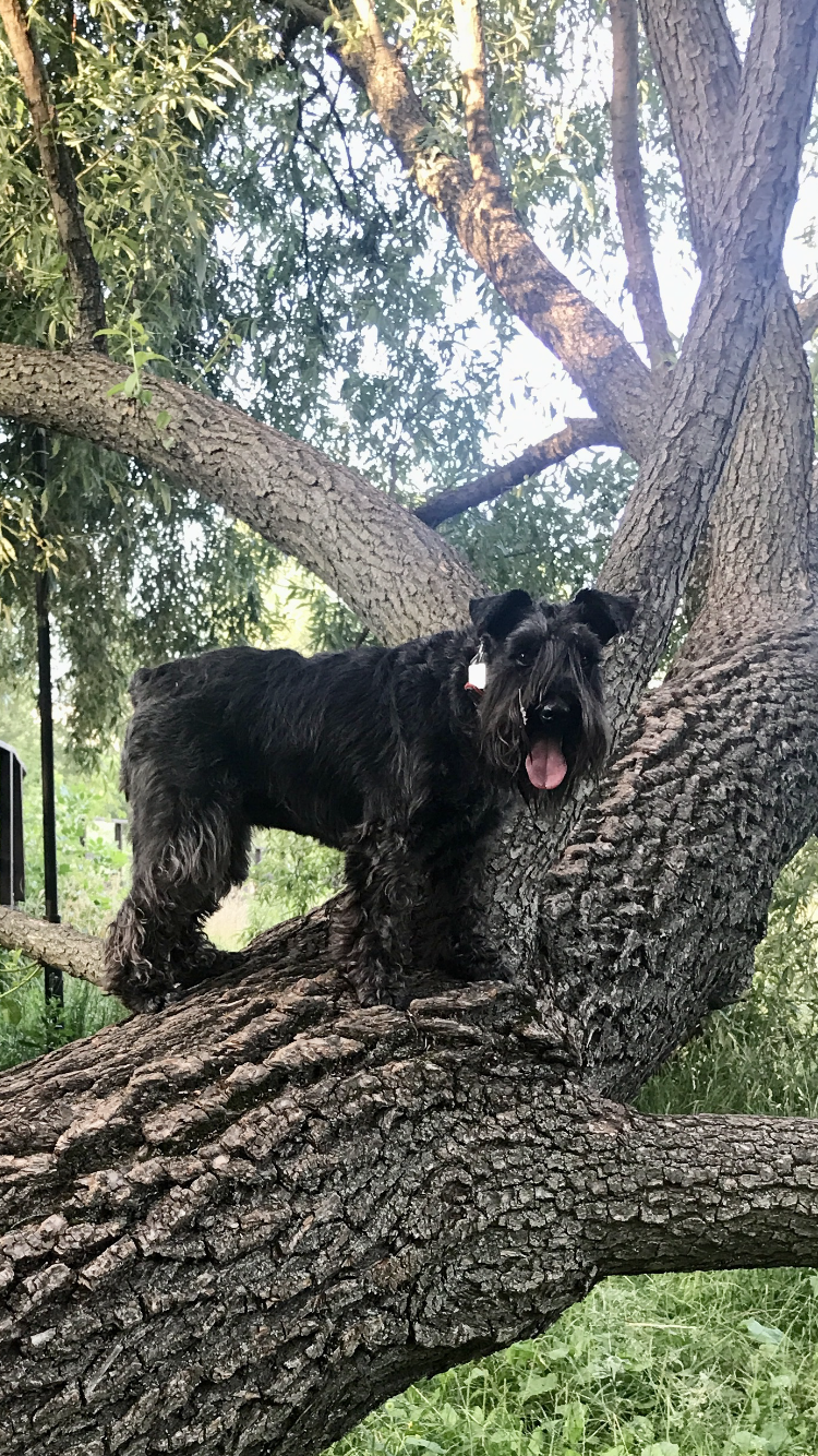 Was / Became - My, Photo on sneaker, Mobile photography, Miniature schnauzer, Dog, Longpost, A wave of posts