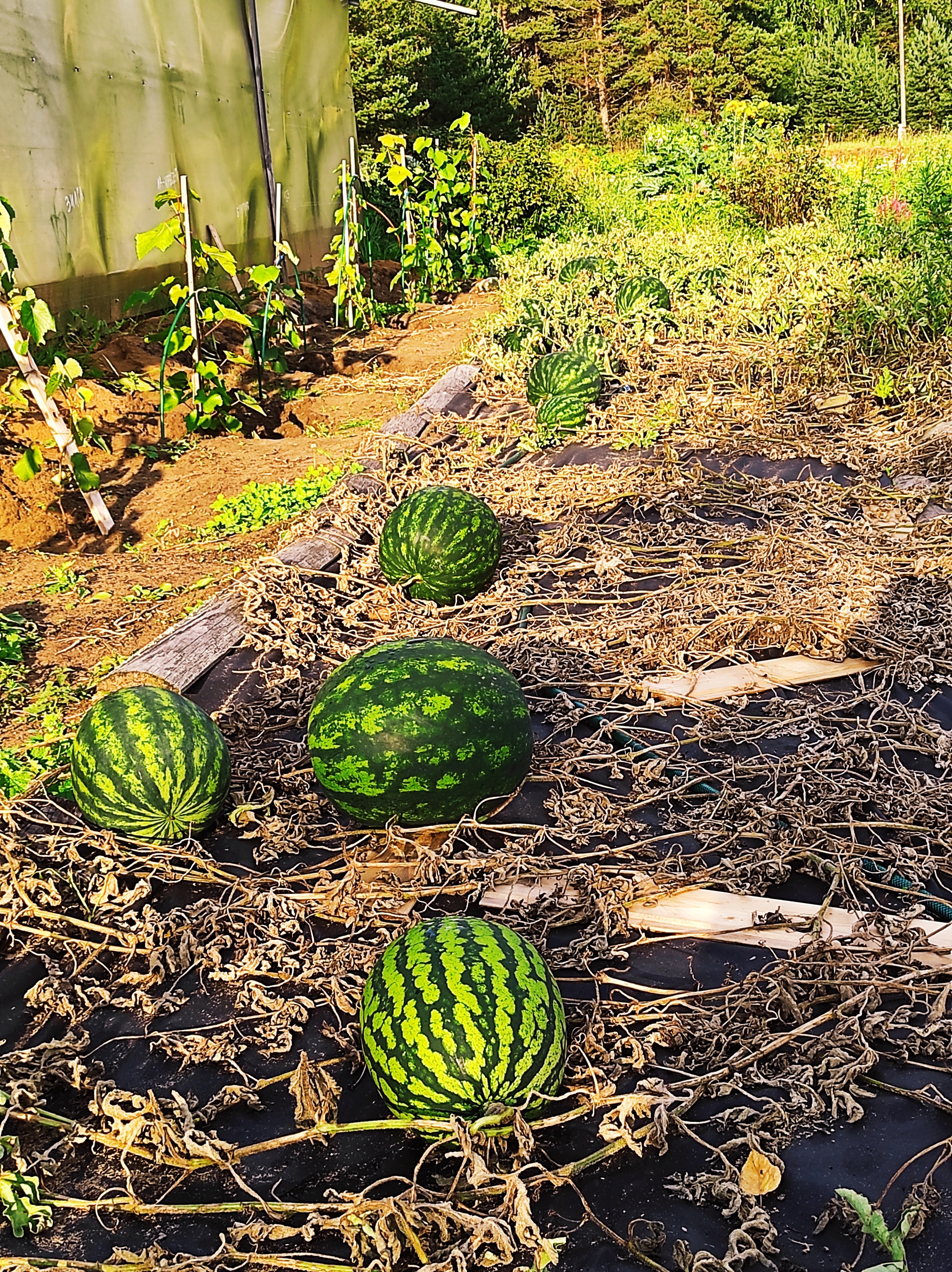 The first frosts have passed, but the watermelons are ripe - My, Village, Сельское хозяйство