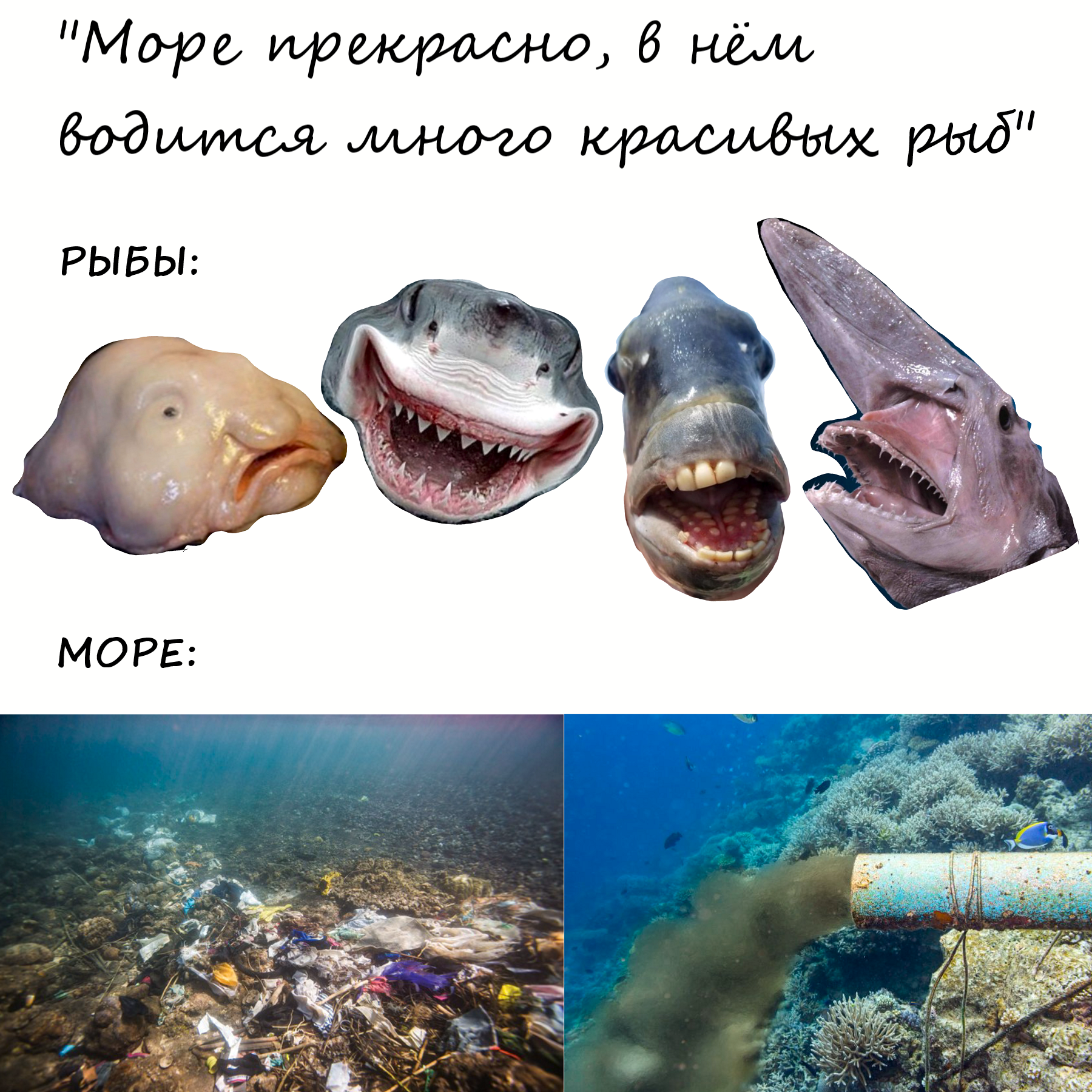 Reverse side - Picture with text, Memes, Ecology, Marine life