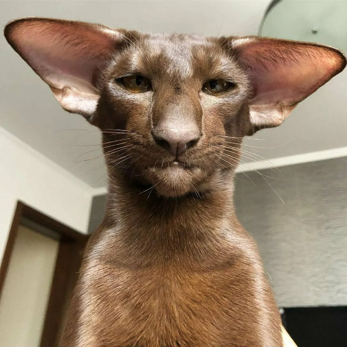 Oriental cat: A child in the body of an alien cat. Features of the breed that are worth knowing - Oriental cats, Animals, Yandex Zen, Yandex Zen (link), Longpost, cat