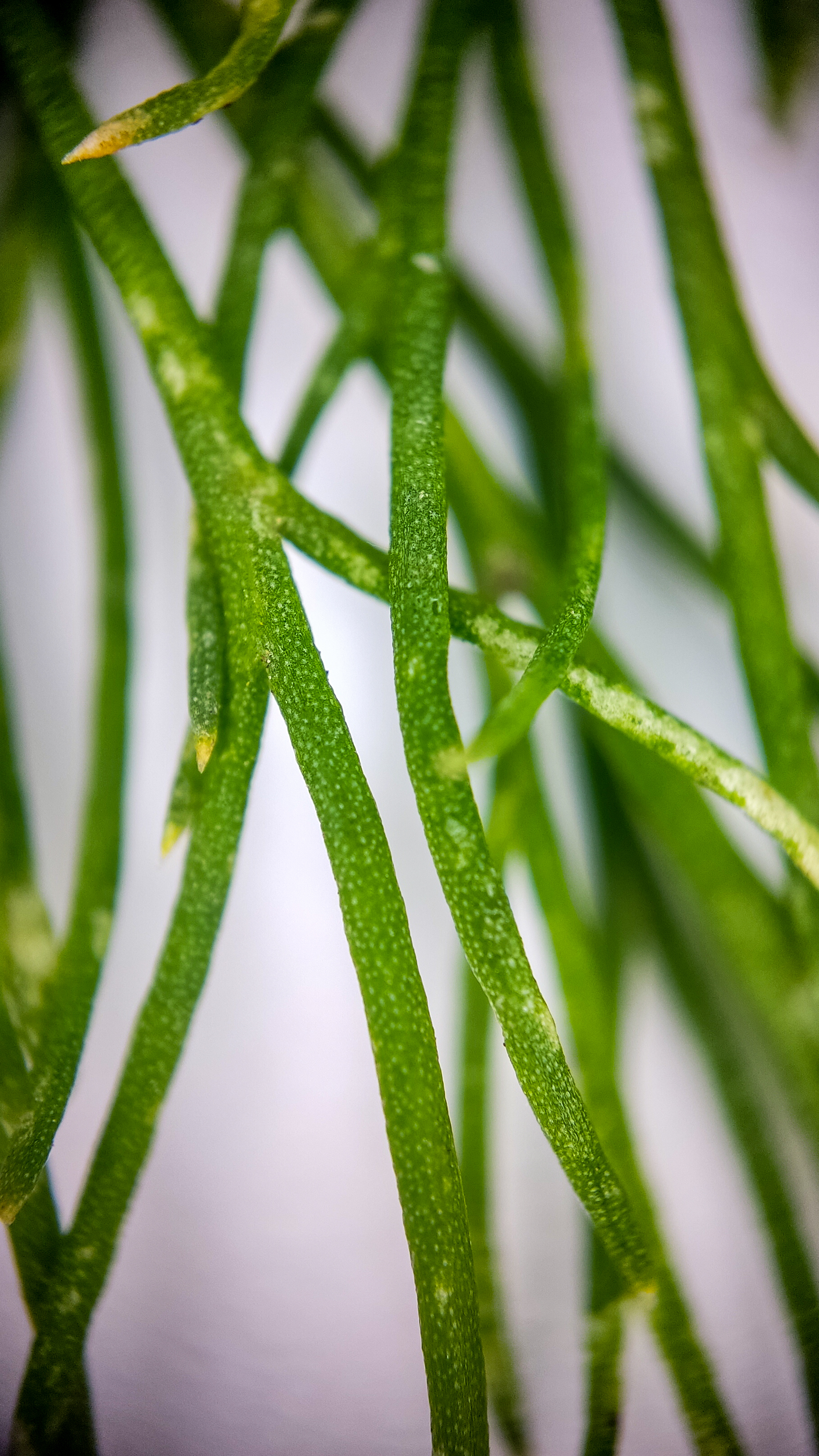 Photo project Let's take a closer look post No. 74. Green dill - My, Soup, Men's cooking, Cooking, The photo, Microfilming, Macro photography, Garden, Bloom, Nature, Gardening, Plants, Longpost