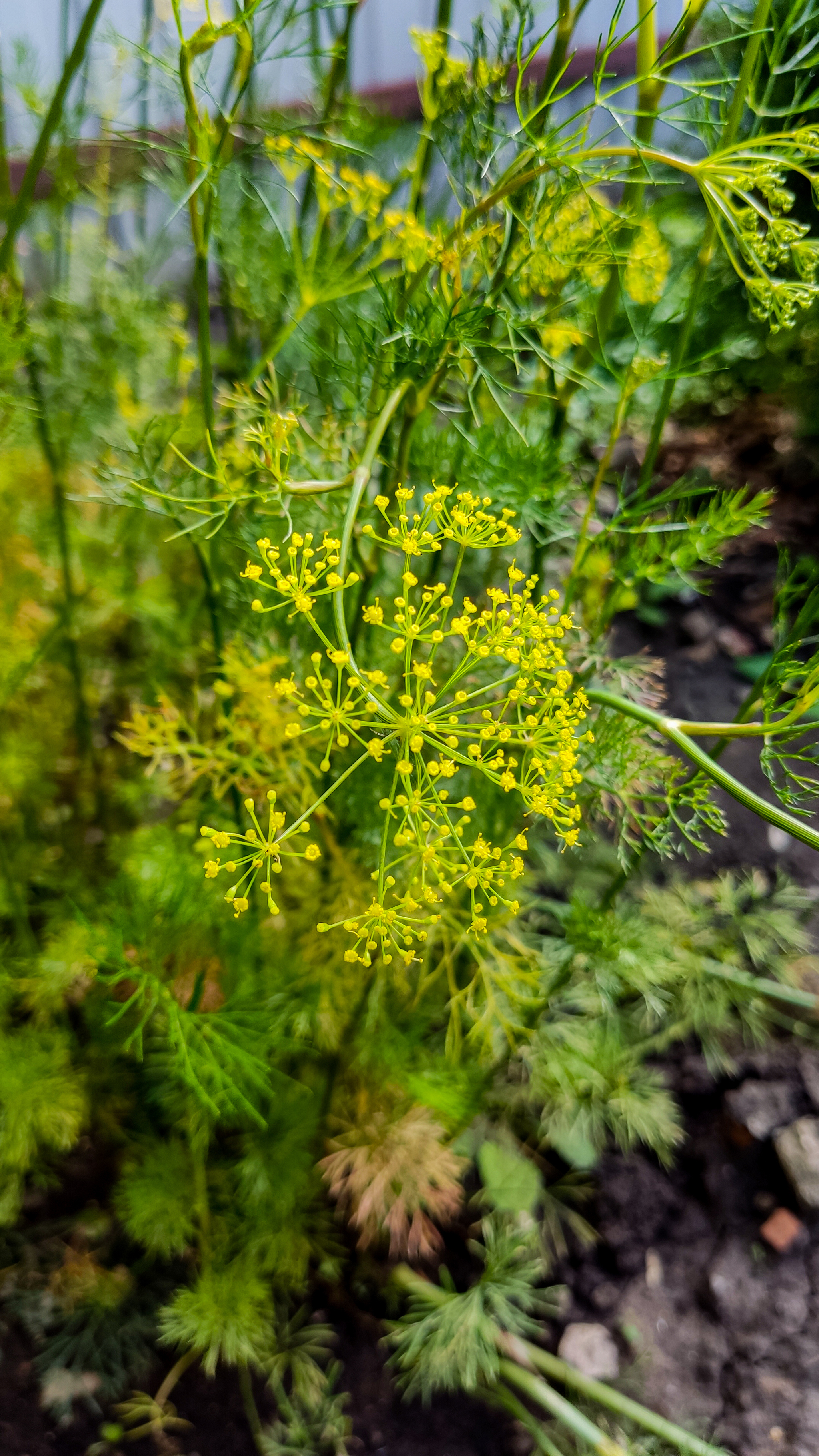 Photo project Let's take a closer look post No. 74. Green dill - My, Soup, Men's cooking, Cooking, The photo, Microfilming, Macro photography, Garden, Bloom, Nature, Gardening, Plants, Longpost