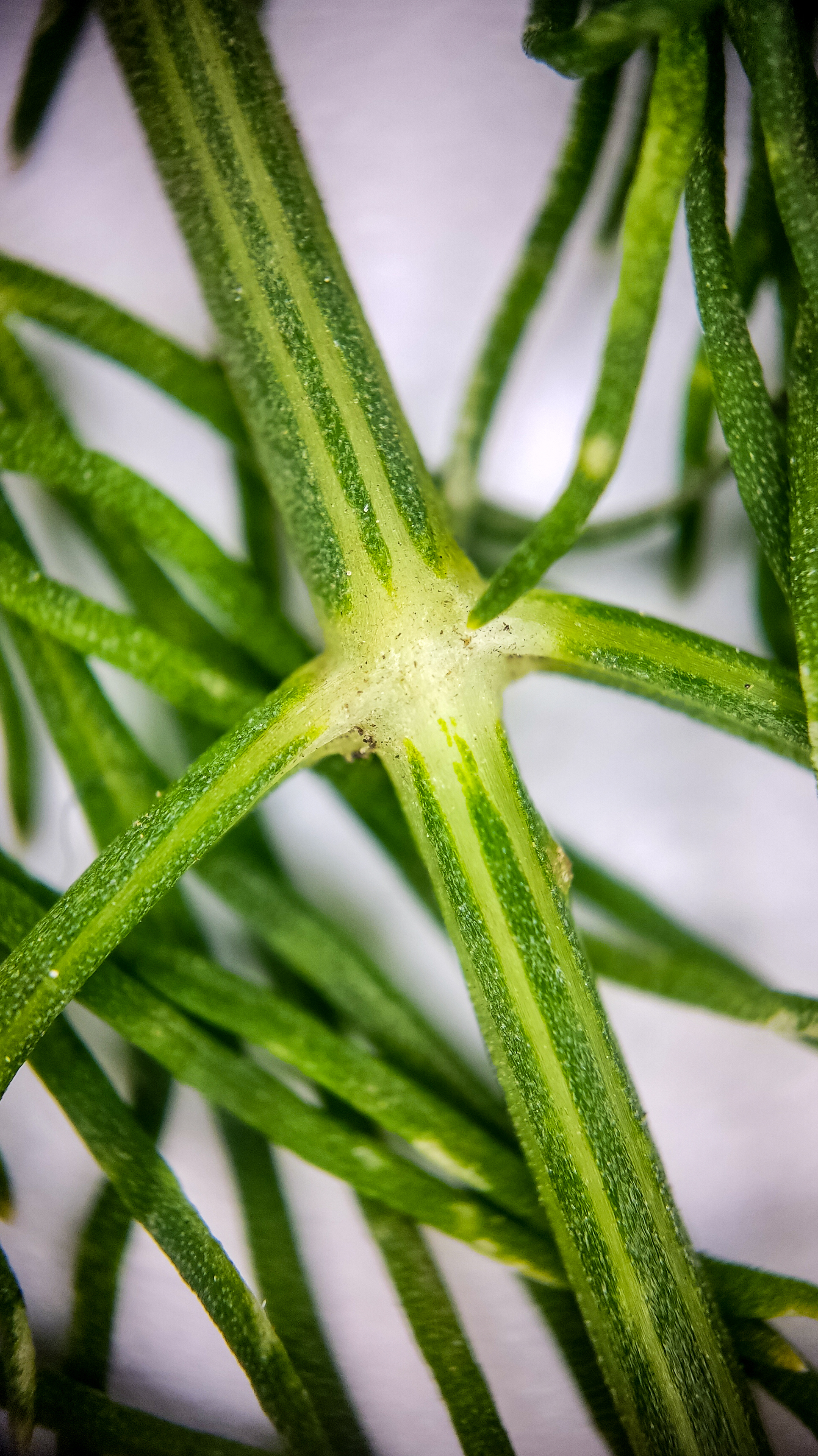 Photo project Let's take a closer look post No. 74. Green dill - My, Soup, Men's cooking, Cooking, The photo, Microfilming, Macro photography, Garden, Bloom, Nature, Gardening, Plants, Longpost