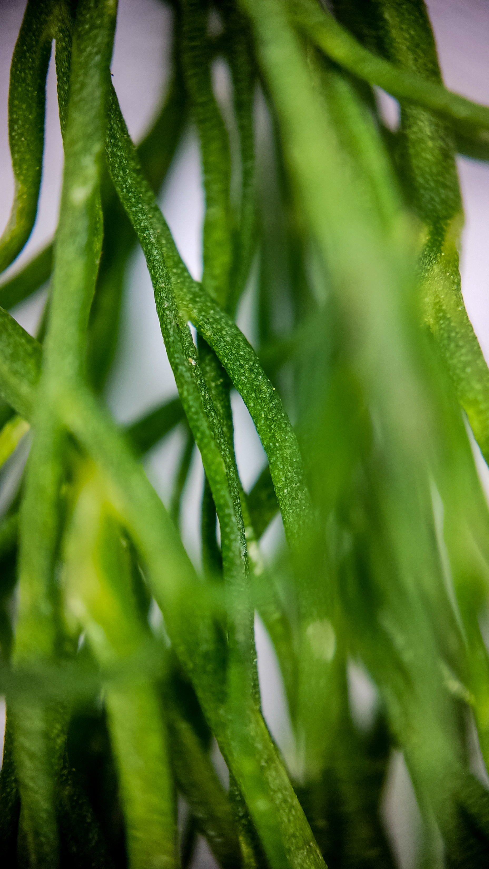 Photo project Let's take a closer look post No. 74. Green dill - My, Soup, Men's cooking, Cooking, The photo, Microfilming, Macro photography, Garden, Bloom, Nature, Gardening, Plants, Longpost