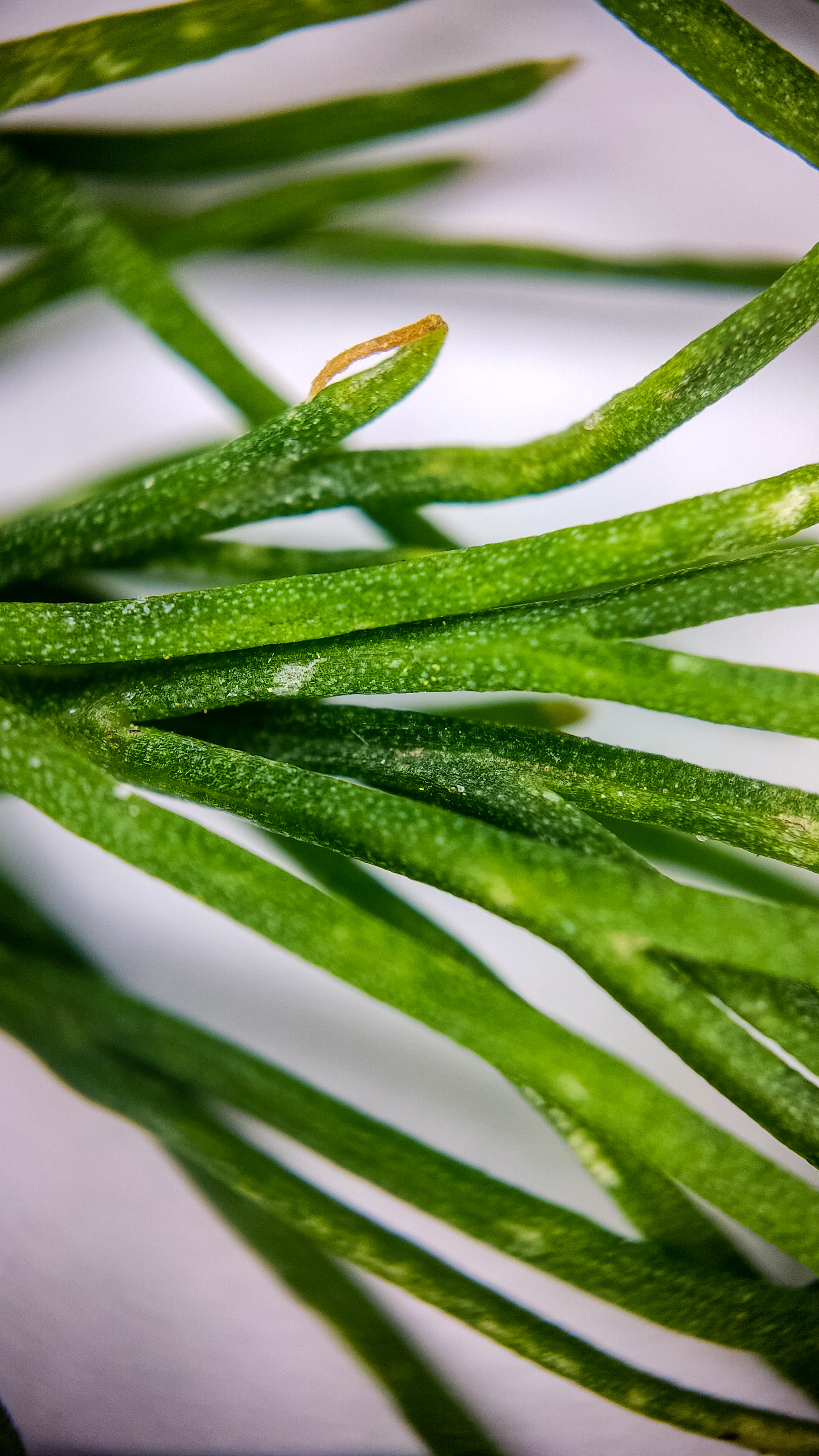 Photo project Let's take a closer look post No. 74. Green dill - My, Soup, Men's cooking, Cooking, The photo, Microfilming, Macro photography, Garden, Bloom, Nature, Gardening, Plants, Longpost