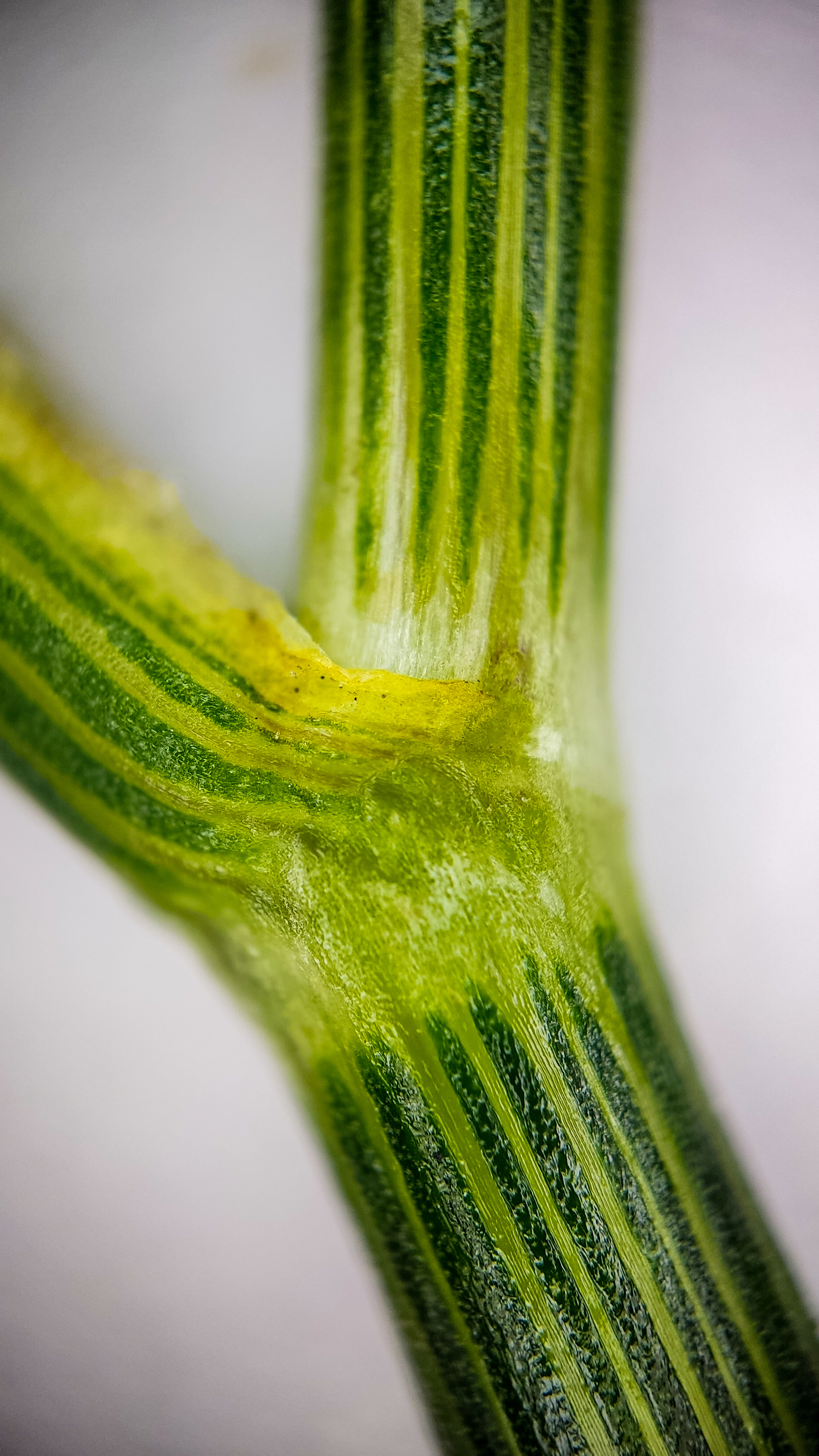 Photo project Let's take a closer look post No. 74. Green dill - My, Soup, Men's cooking, Cooking, The photo, Microfilming, Macro photography, Garden, Bloom, Nature, Gardening, Plants, Longpost