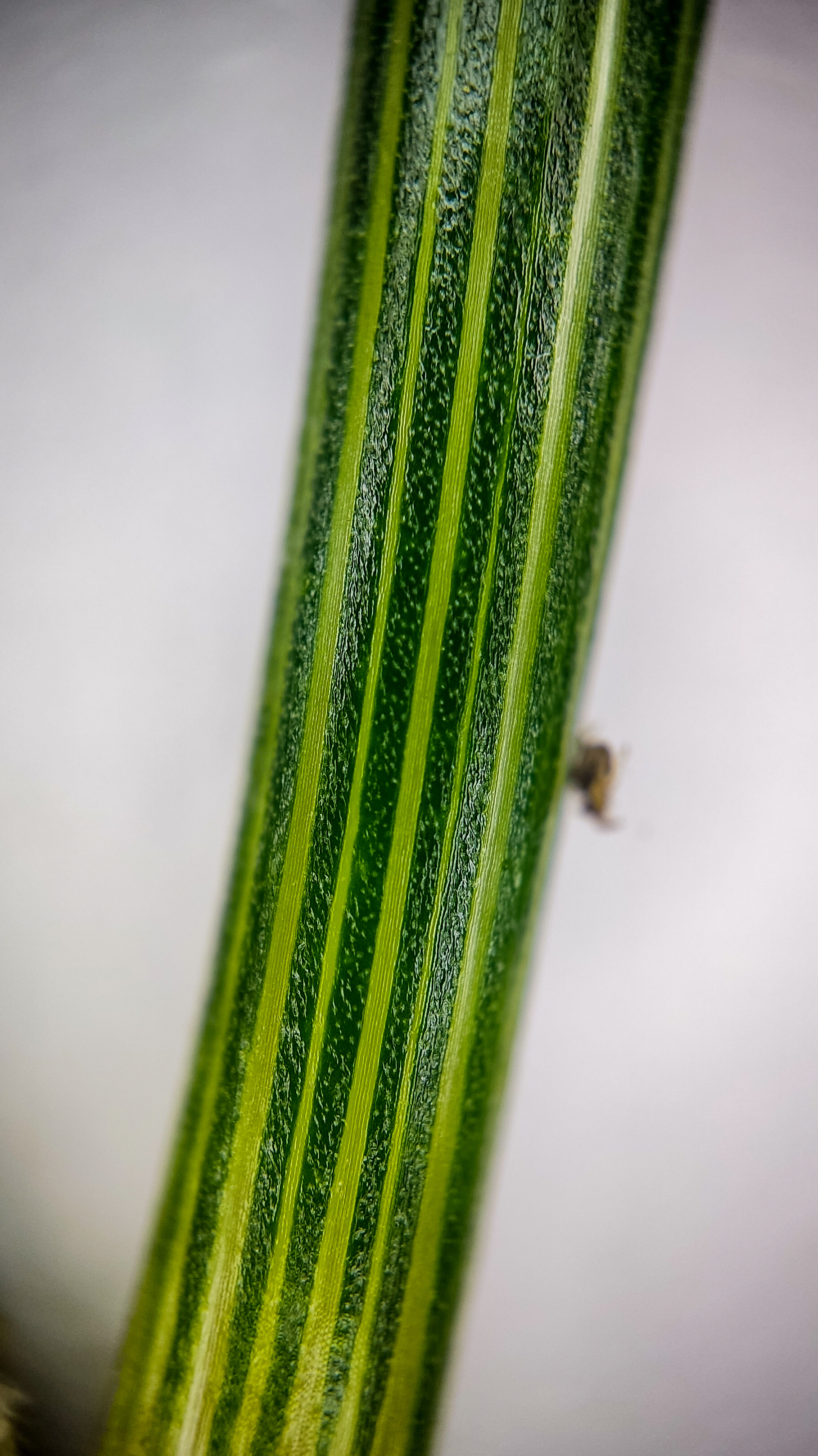 Photo project Let's take a closer look post No. 74. Green dill - My, Soup, Men's cooking, Cooking, The photo, Microfilming, Macro photography, Garden, Bloom, Nature, Gardening, Plants, Longpost