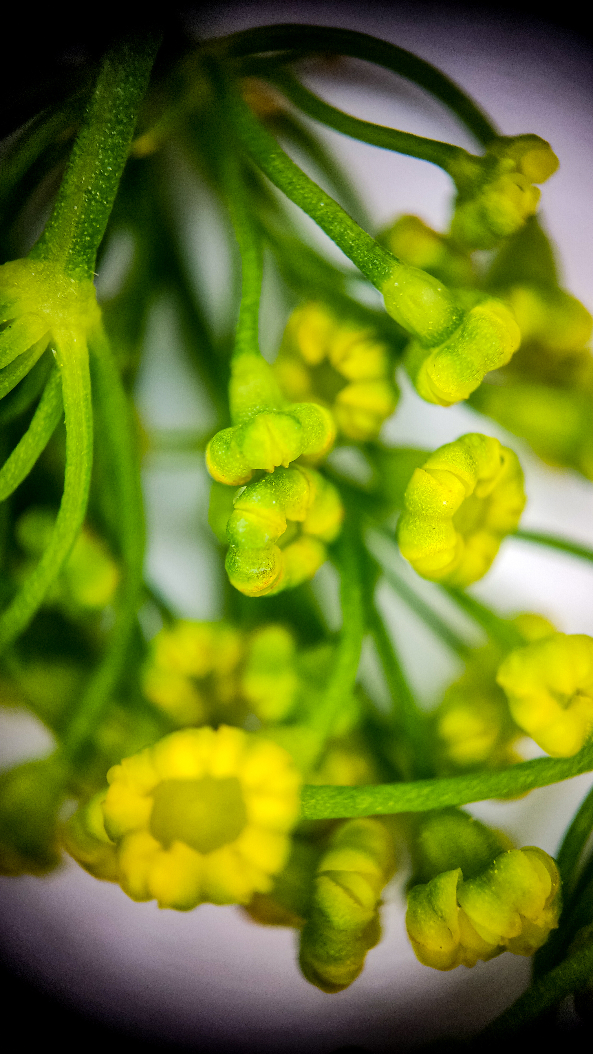 Photo project Let's take a closer look post No. 74. Green dill - My, Soup, Men's cooking, Cooking, The photo, Microfilming, Macro photography, Garden, Bloom, Nature, Gardening, Plants, Longpost