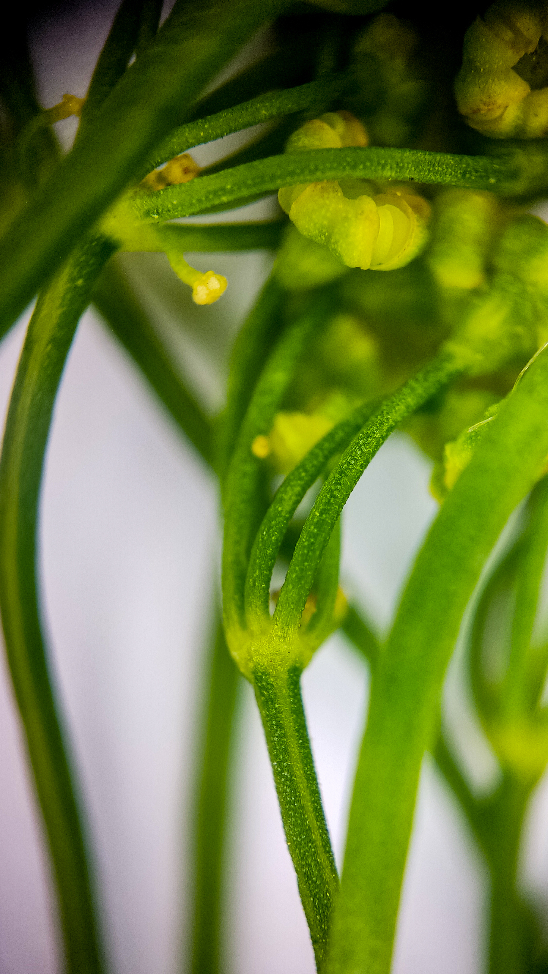 Photo project Let's take a closer look post No. 74. Green dill - My, Soup, Men's cooking, Cooking, The photo, Microfilming, Macro photography, Garden, Bloom, Nature, Gardening, Plants, Longpost