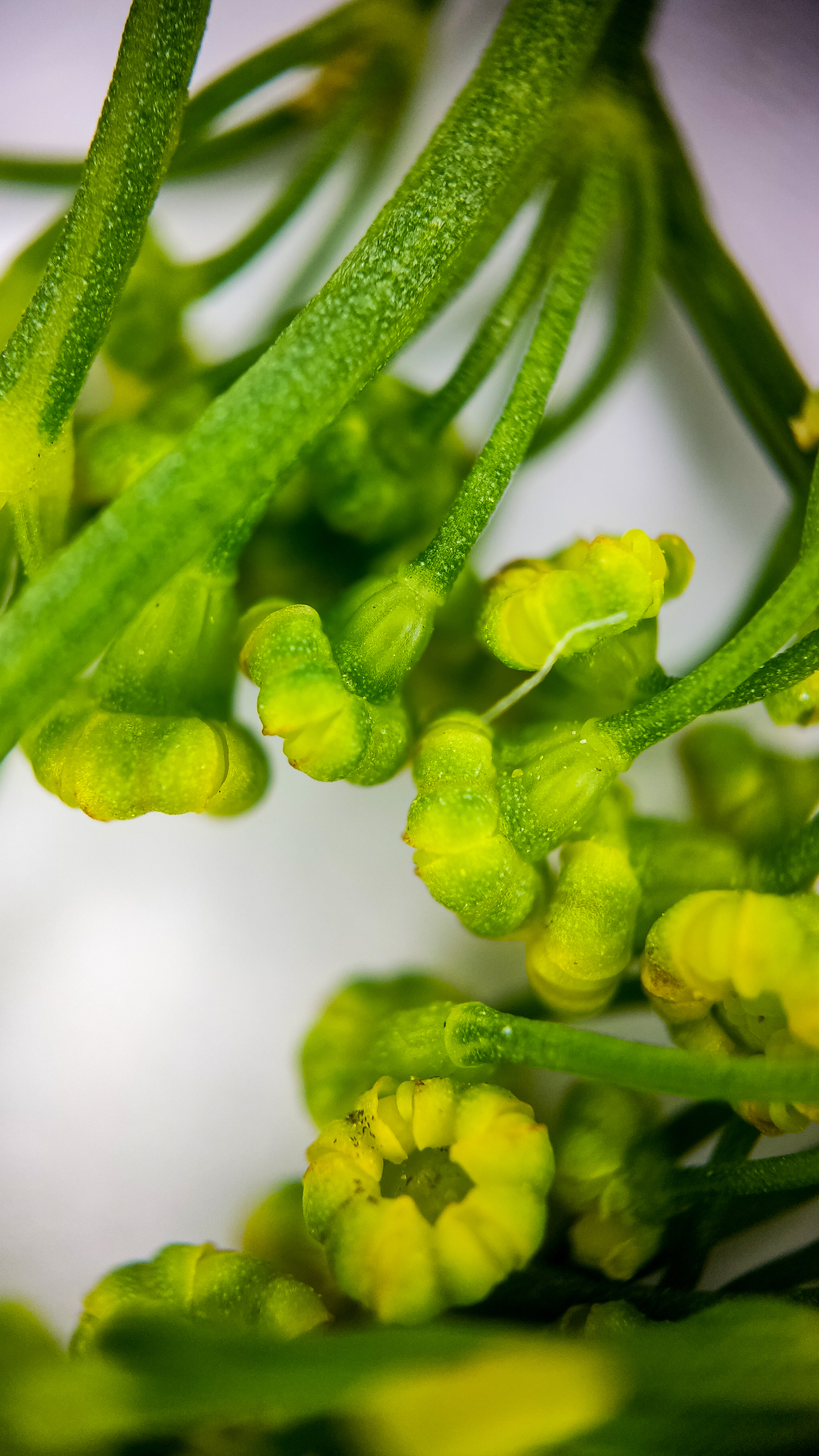 Photo project Let's take a closer look post No. 74. Green dill - My, Soup, Men's cooking, Cooking, The photo, Microfilming, Macro photography, Garden, Bloom, Nature, Gardening, Plants, Longpost