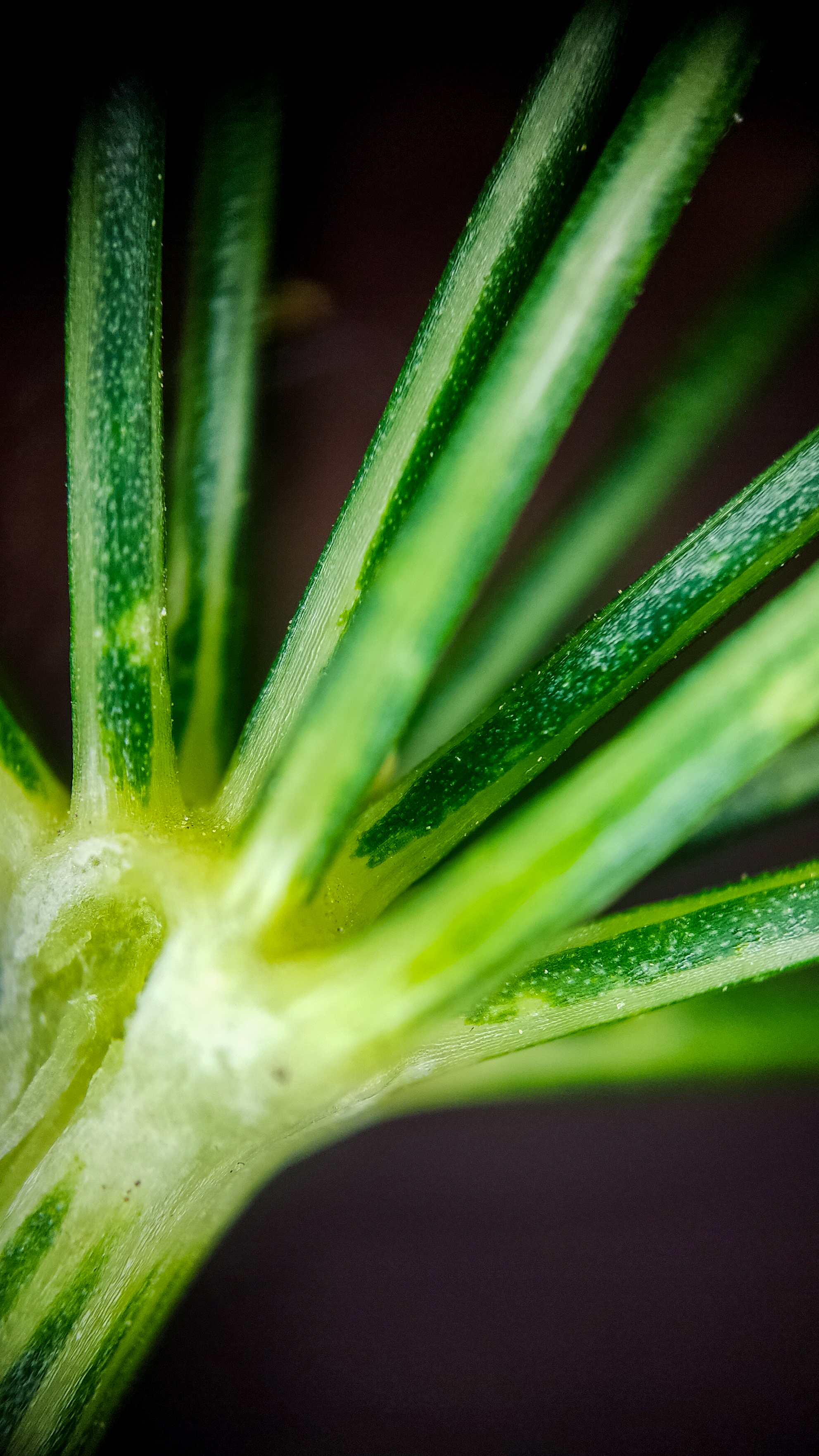 Photo project Let's take a closer look post No. 74. Green dill - My, Soup, Men's cooking, Cooking, The photo, Microfilming, Macro photography, Garden, Bloom, Nature, Gardening, Plants, Longpost