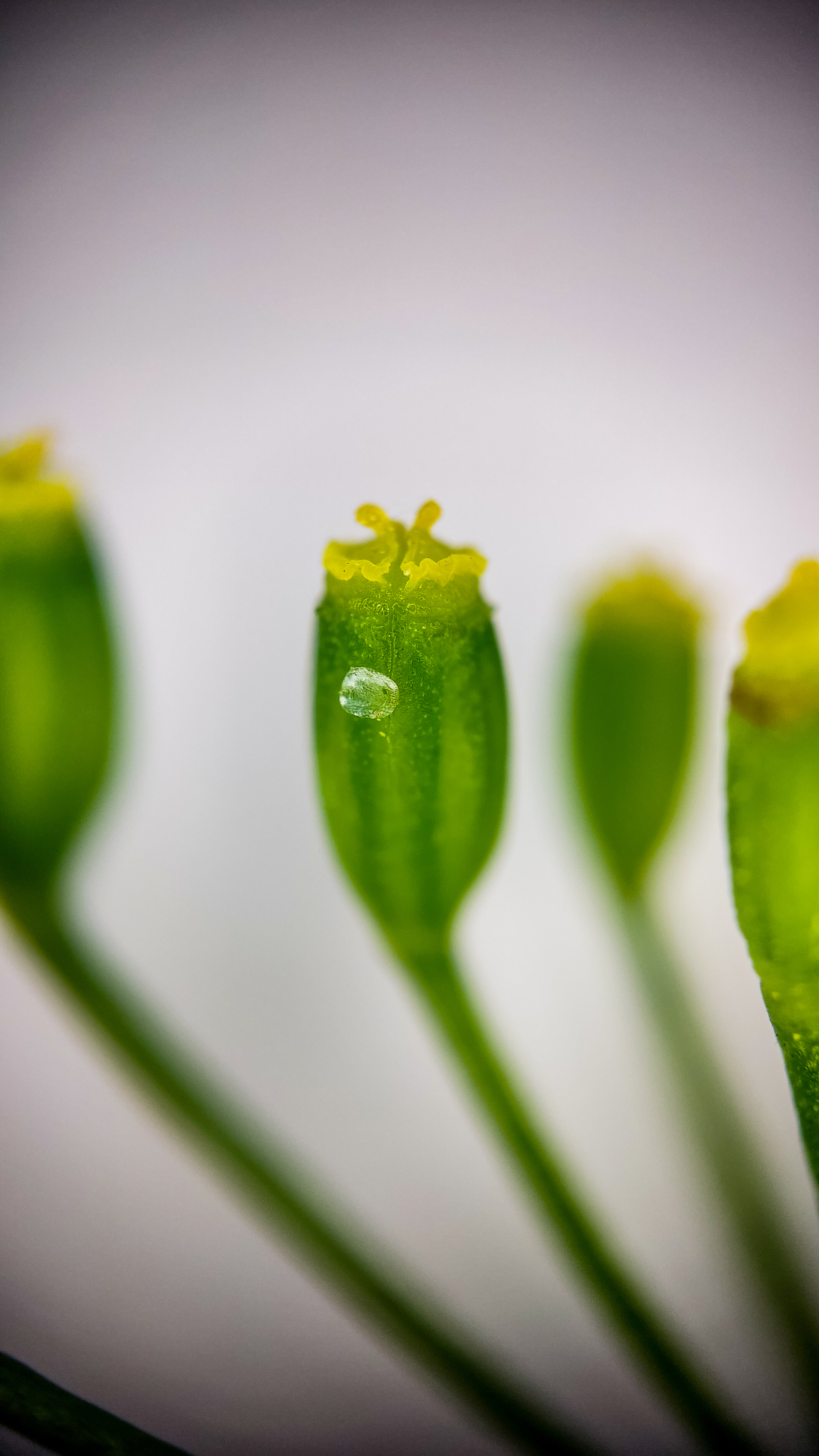 Photo project Let's take a closer look post No. 74. Green dill - My, Soup, Men's cooking, Cooking, The photo, Microfilming, Macro photography, Garden, Bloom, Nature, Gardening, Plants, Longpost