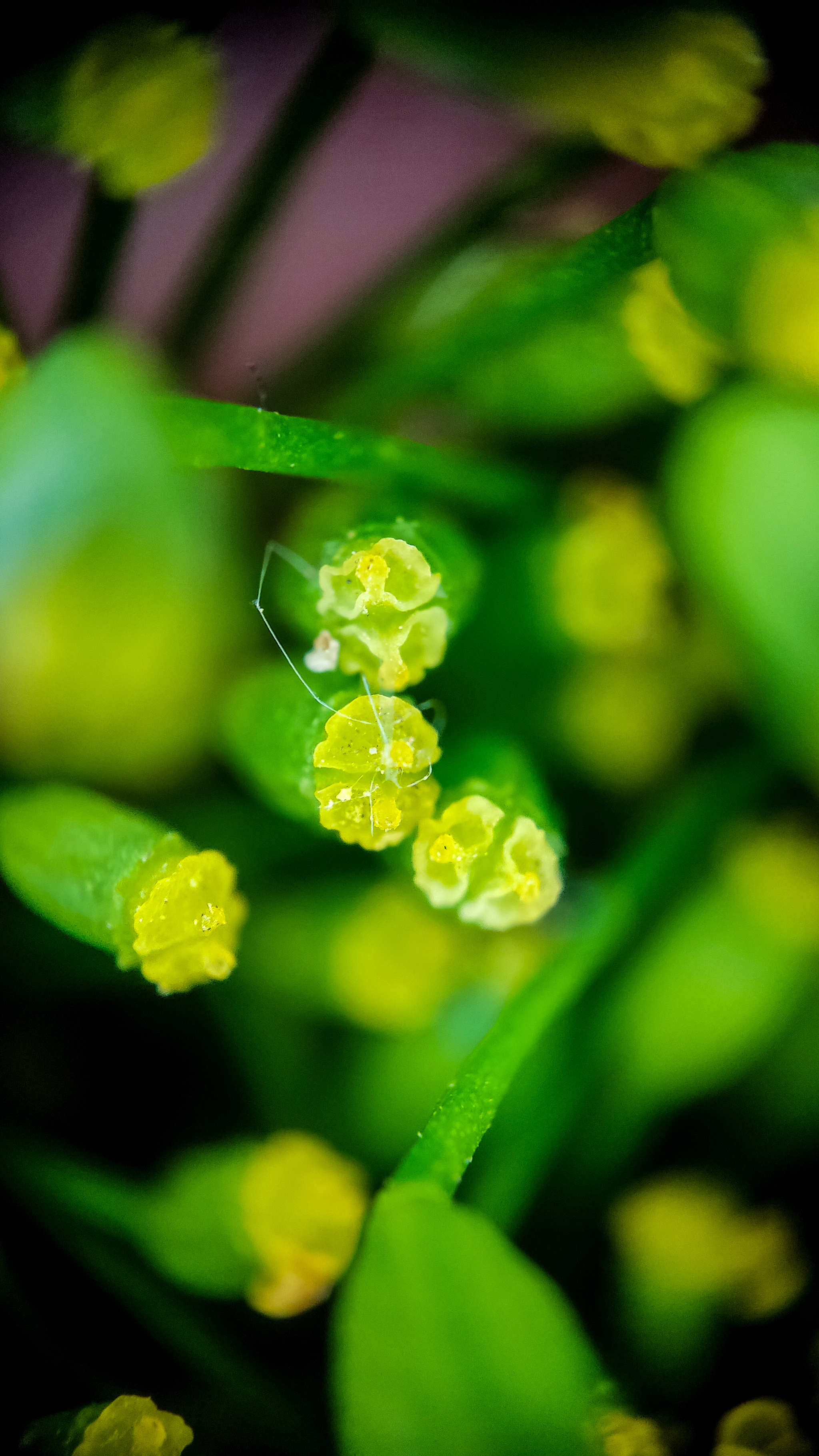 Photo project Let's take a closer look post No. 74. Green dill - My, Soup, Men's cooking, Cooking, The photo, Microfilming, Macro photography, Garden, Bloom, Nature, Gardening, Plants, Longpost