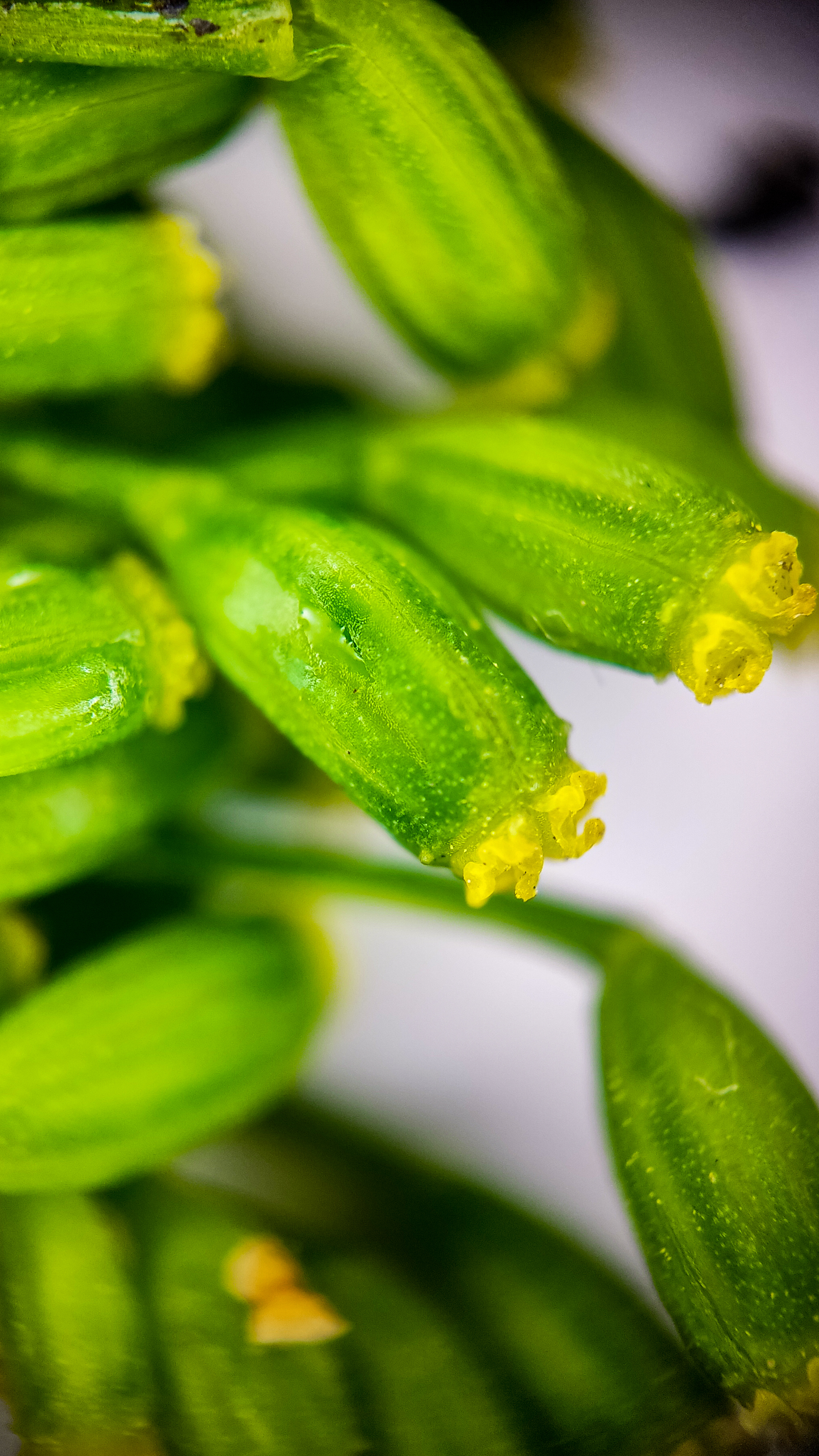 Photo project Let's take a closer look post No. 74. Green dill - My, Soup, Men's cooking, Cooking, The photo, Microfilming, Macro photography, Garden, Bloom, Nature, Gardening, Plants, Longpost